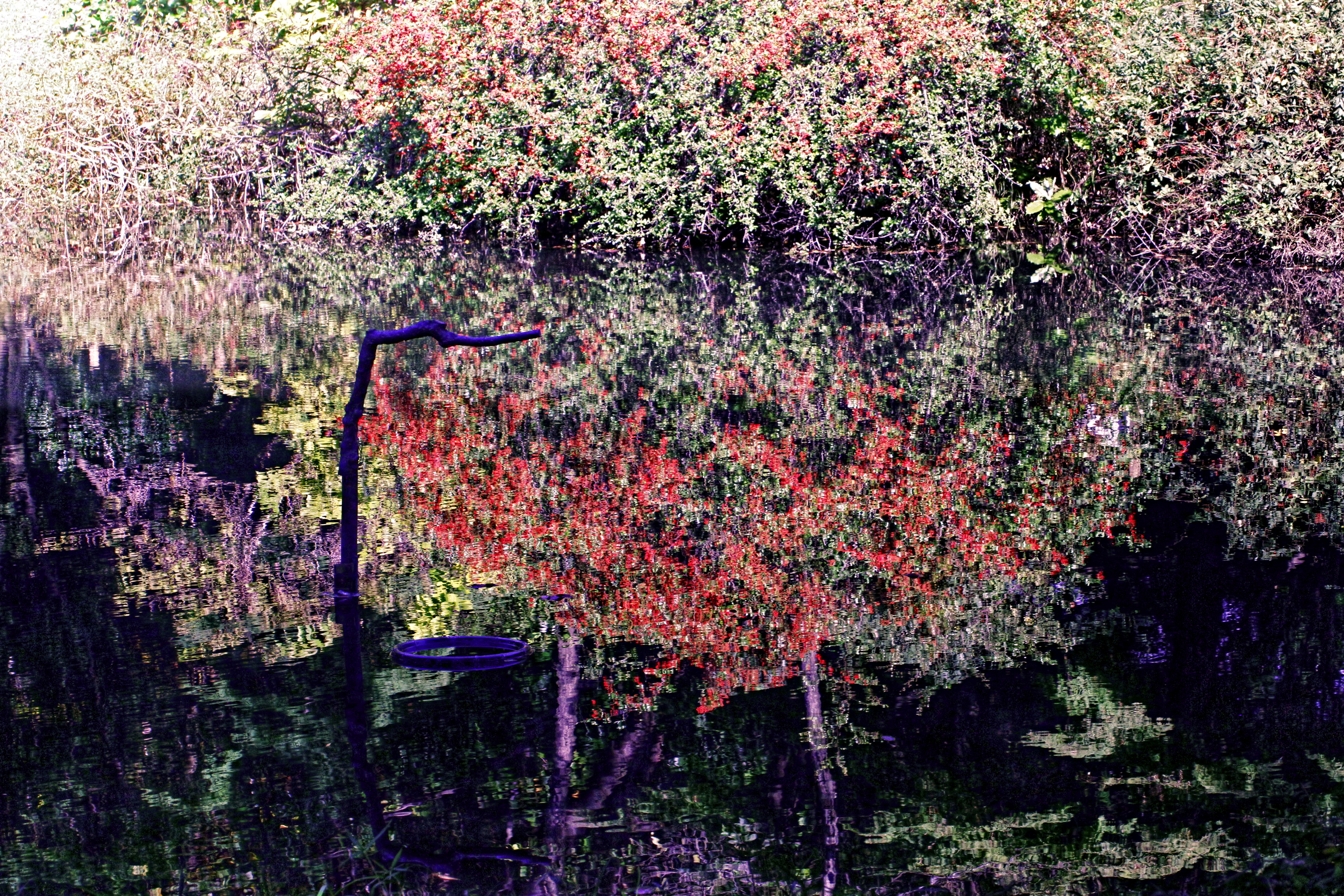 餌場の紅葉