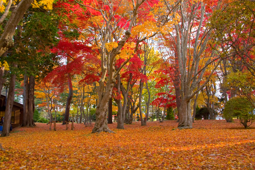 北国の紅葉・・・7