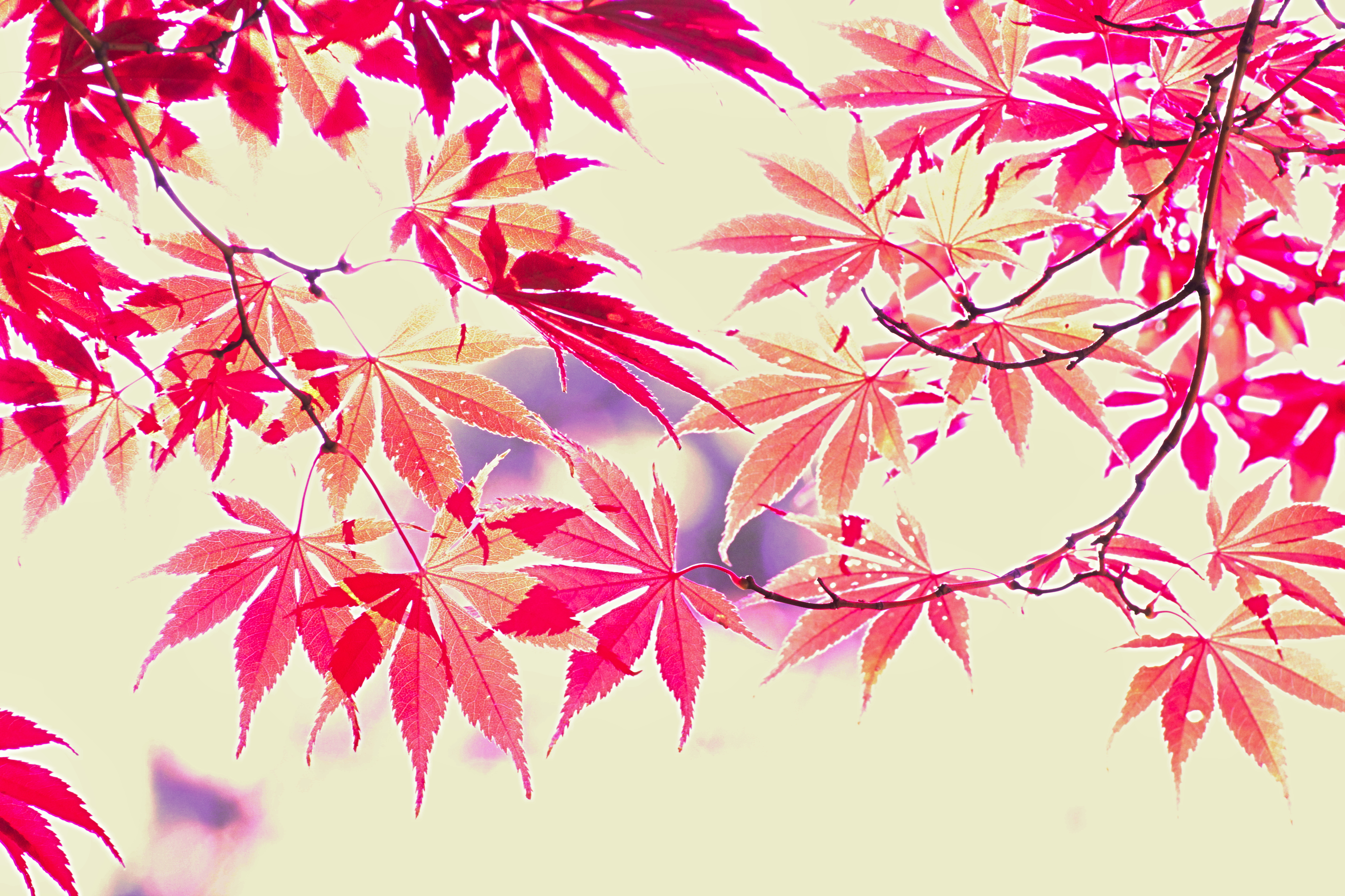 もみじに落ちるもみじの影