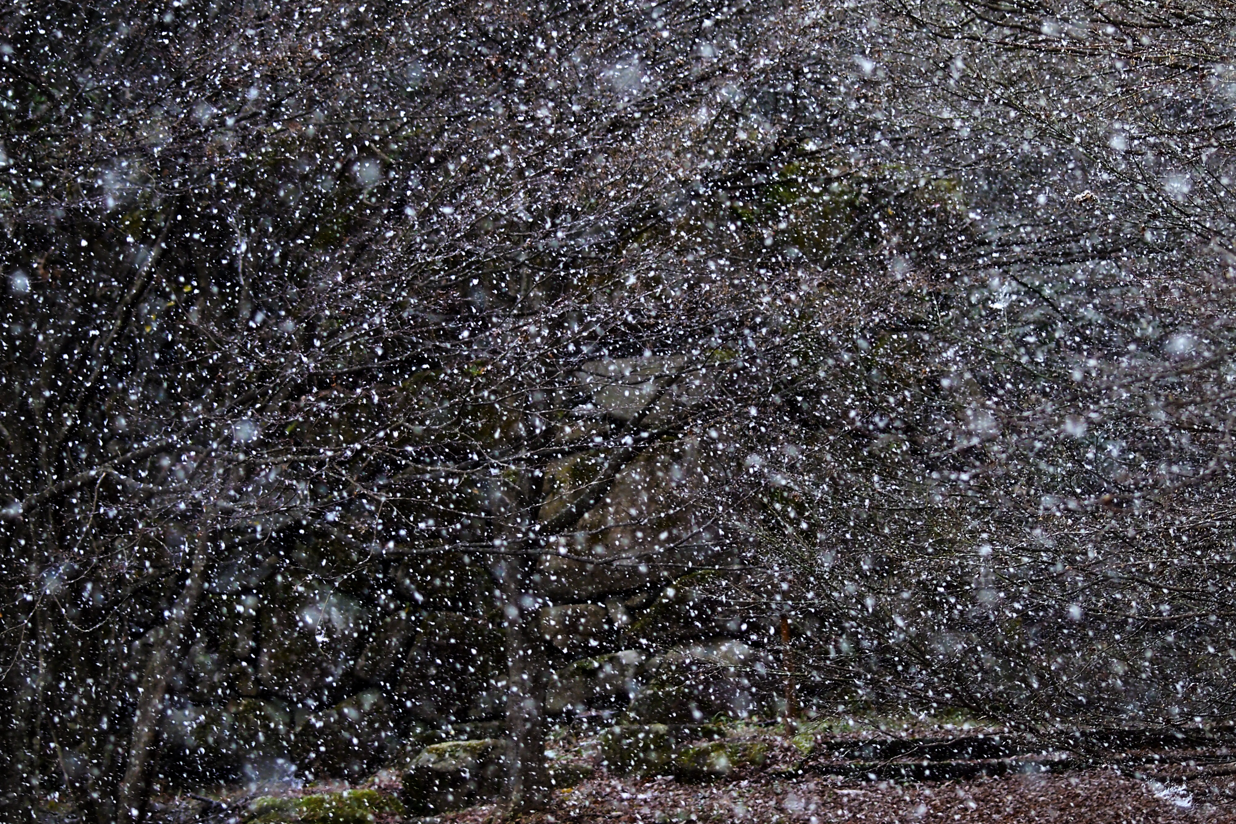 雪が降りました。