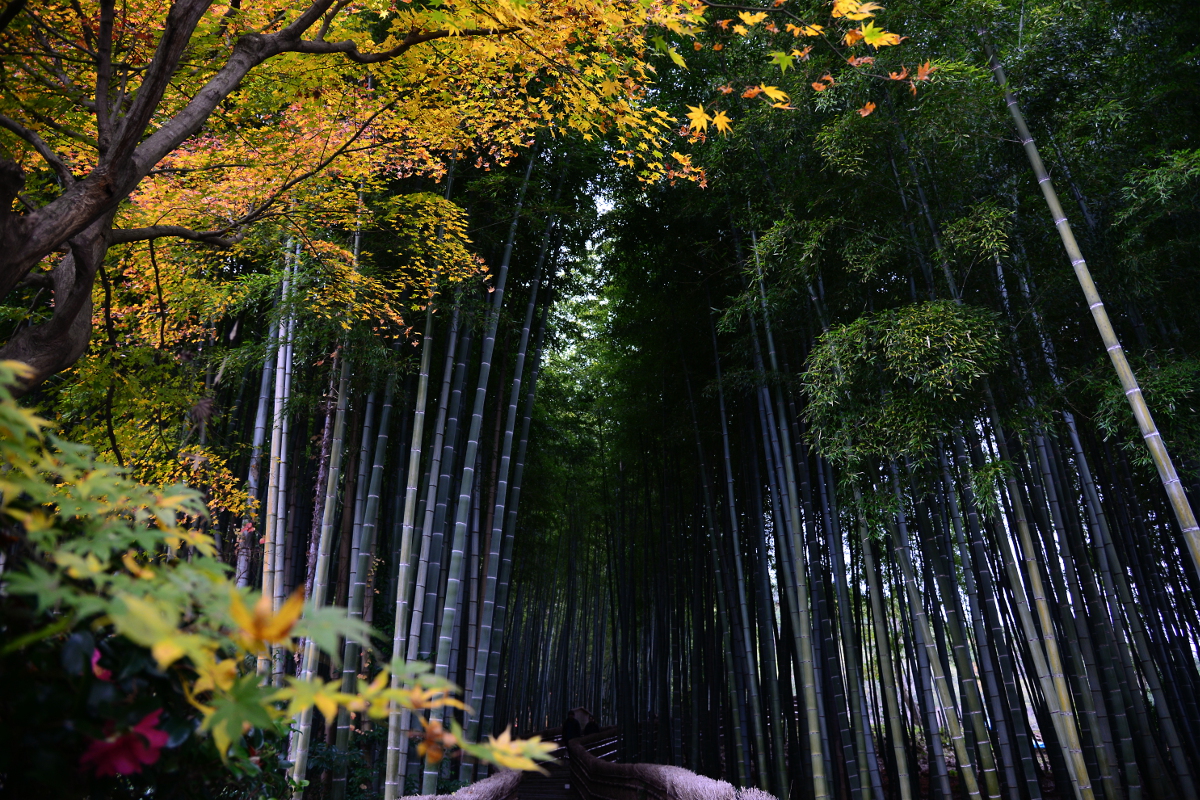 竹林への誘い