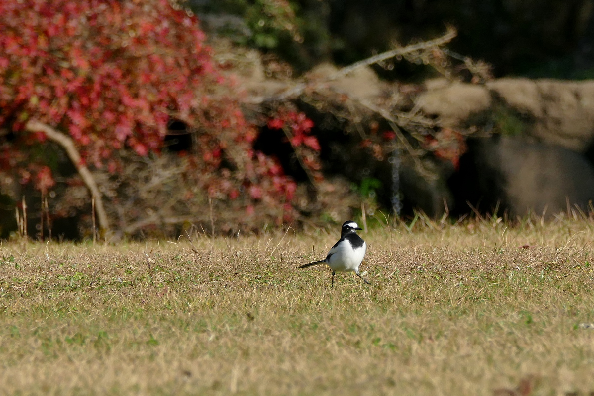 おさんぽクロちゃん 紅葉狩り