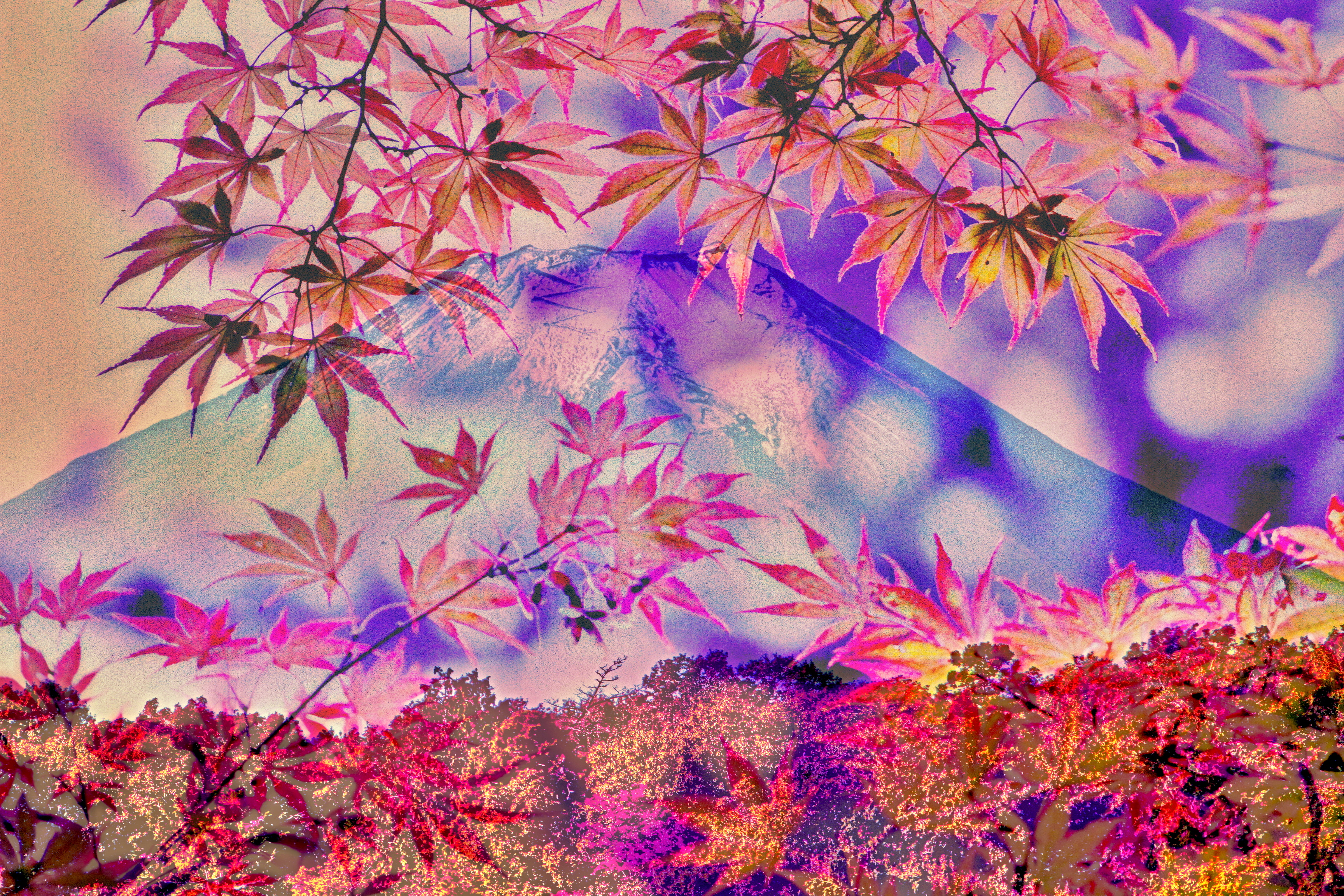 富士ともみじ