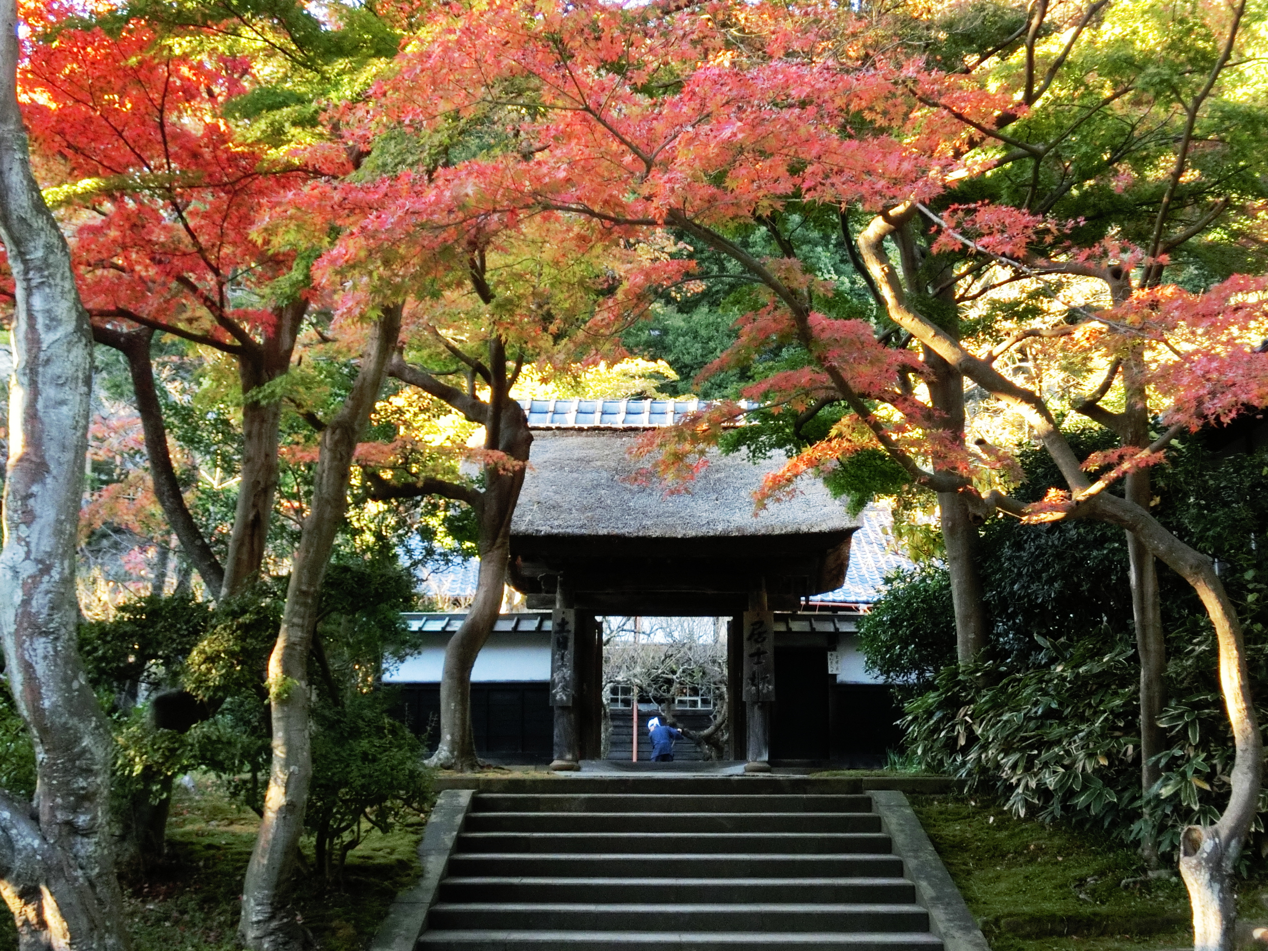 居士林の秋