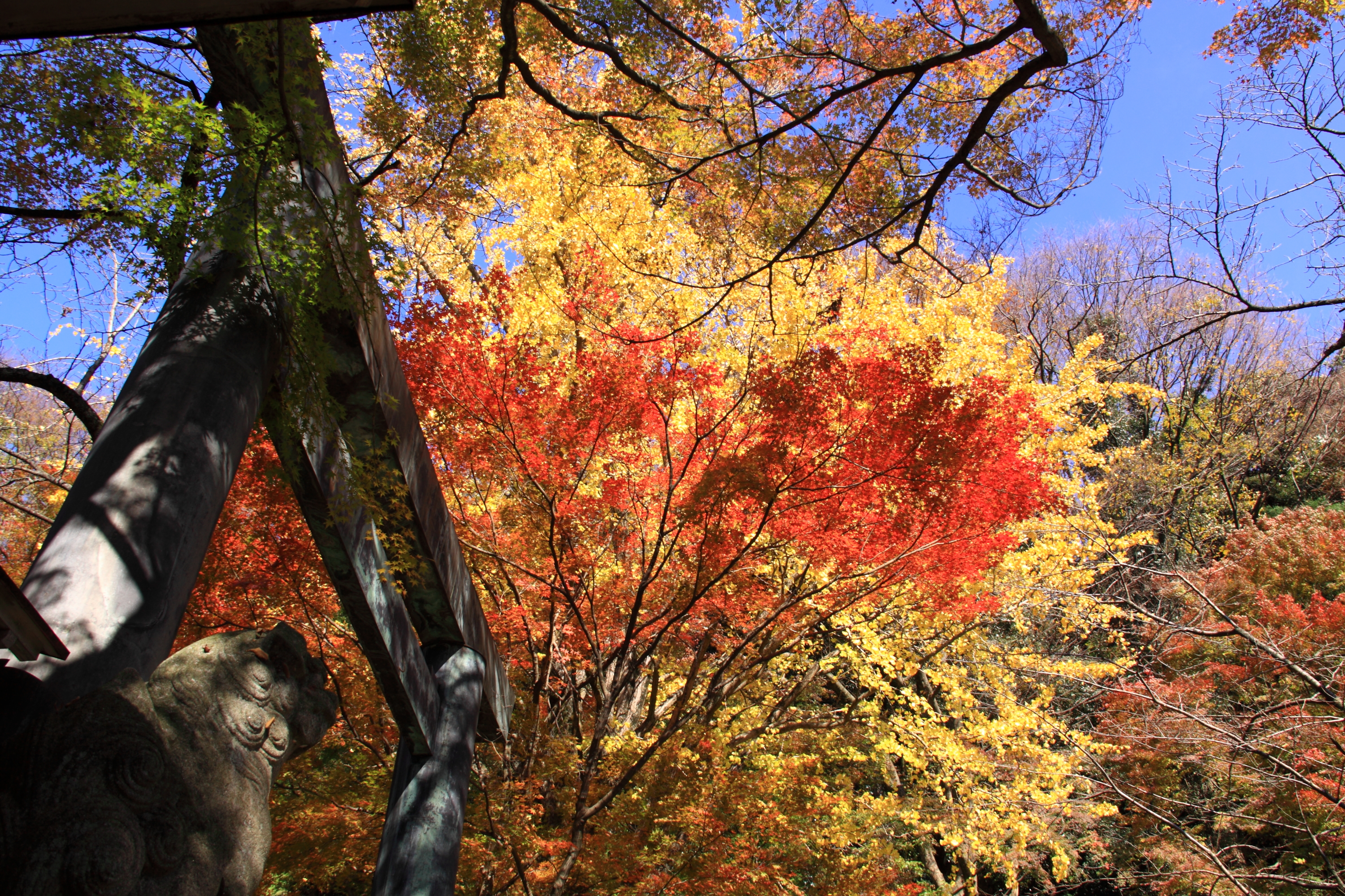 紅葉コラボ