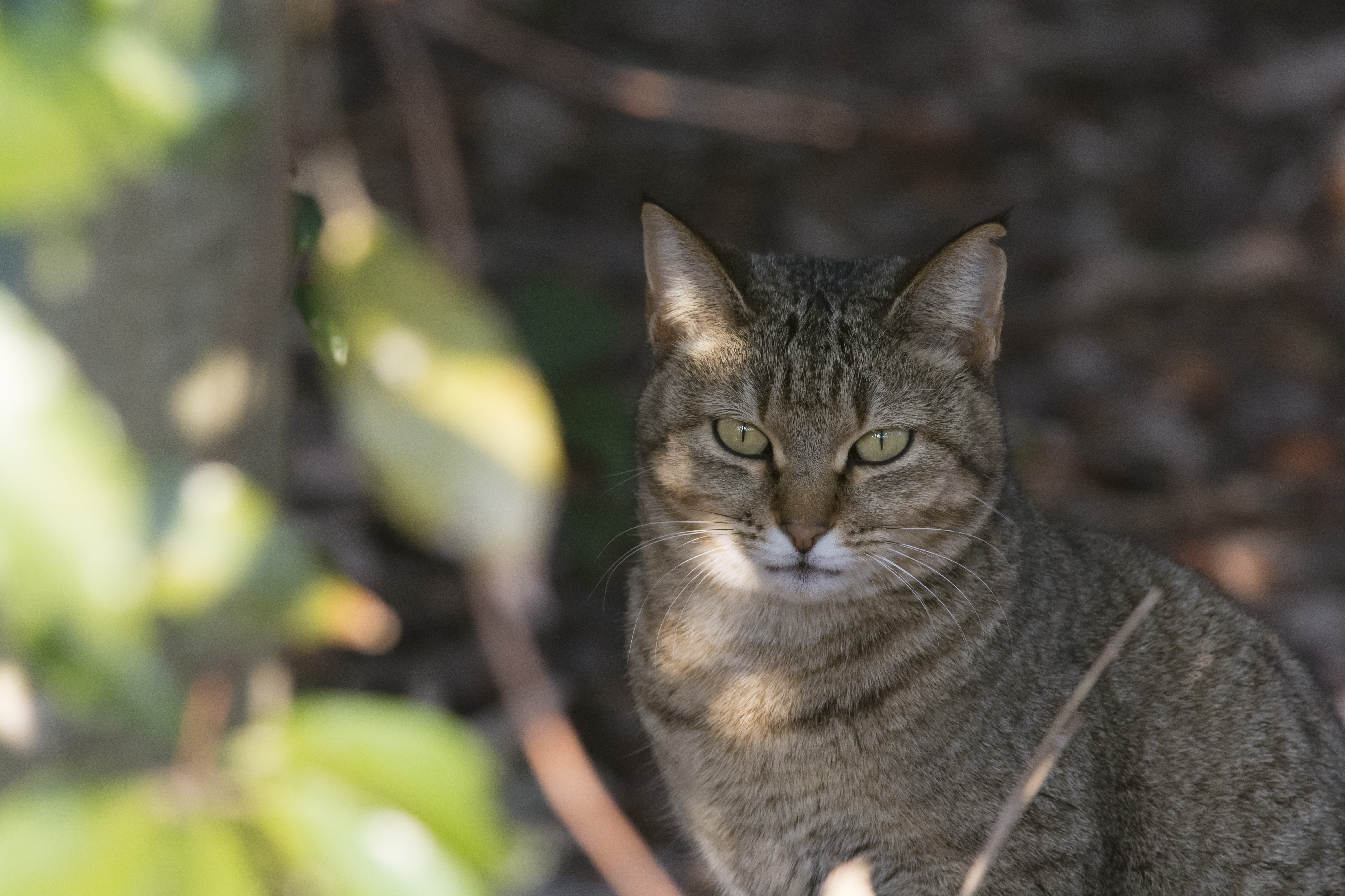 野良猫
