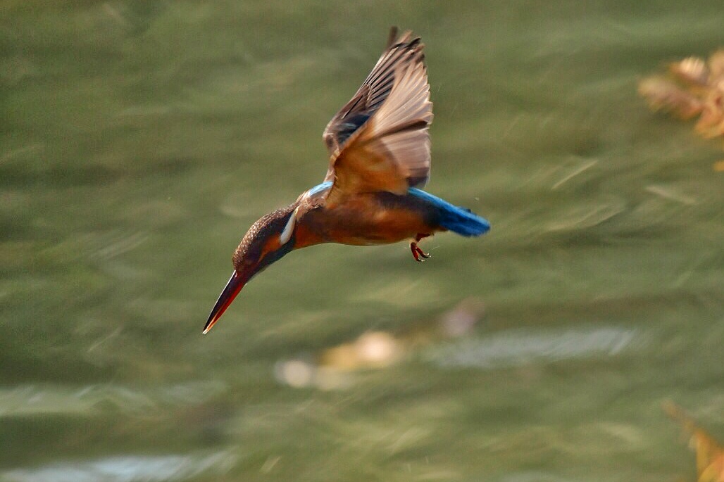 hunter