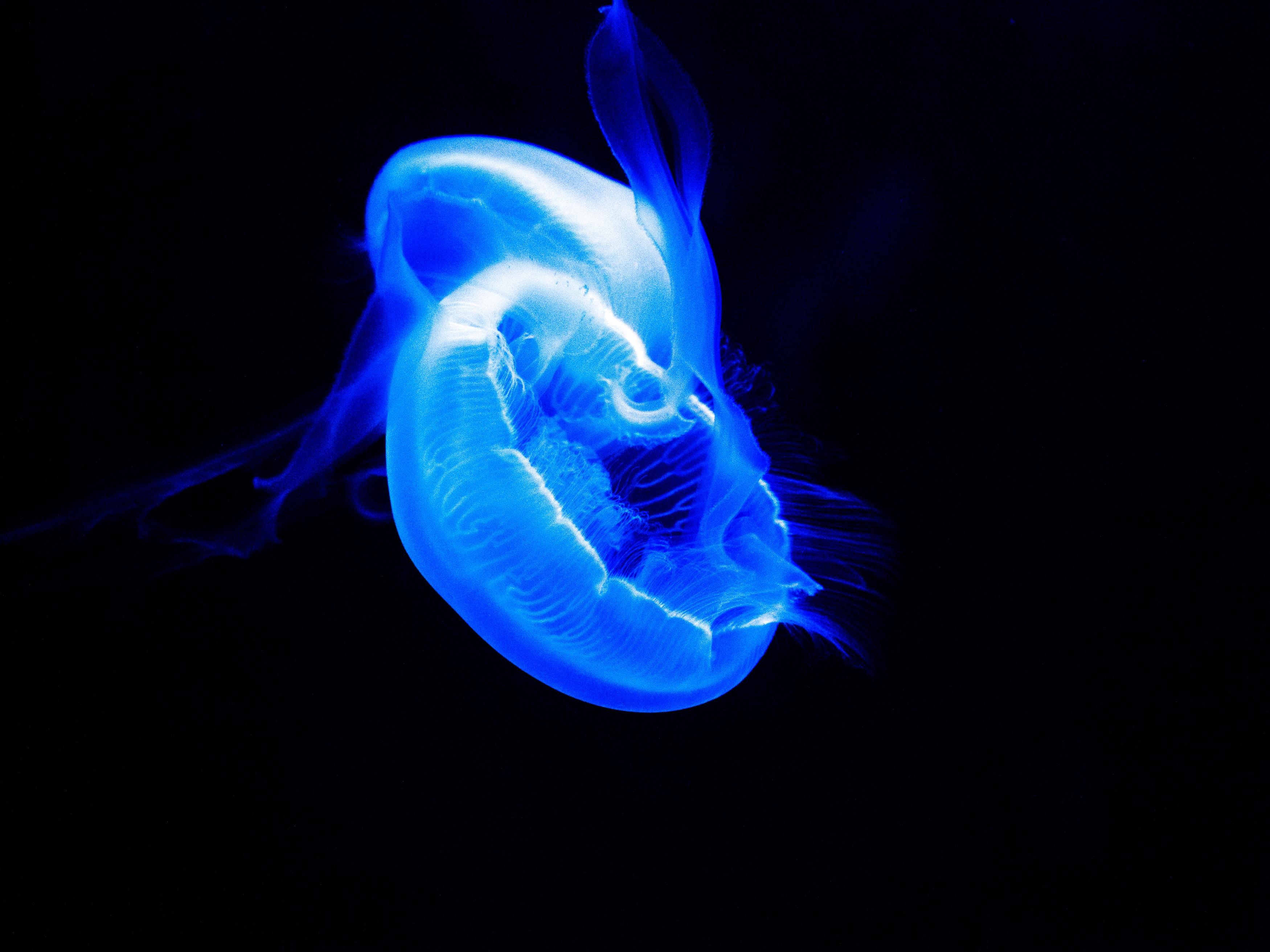 SG主催水族館の生き物たち クラゲの舞