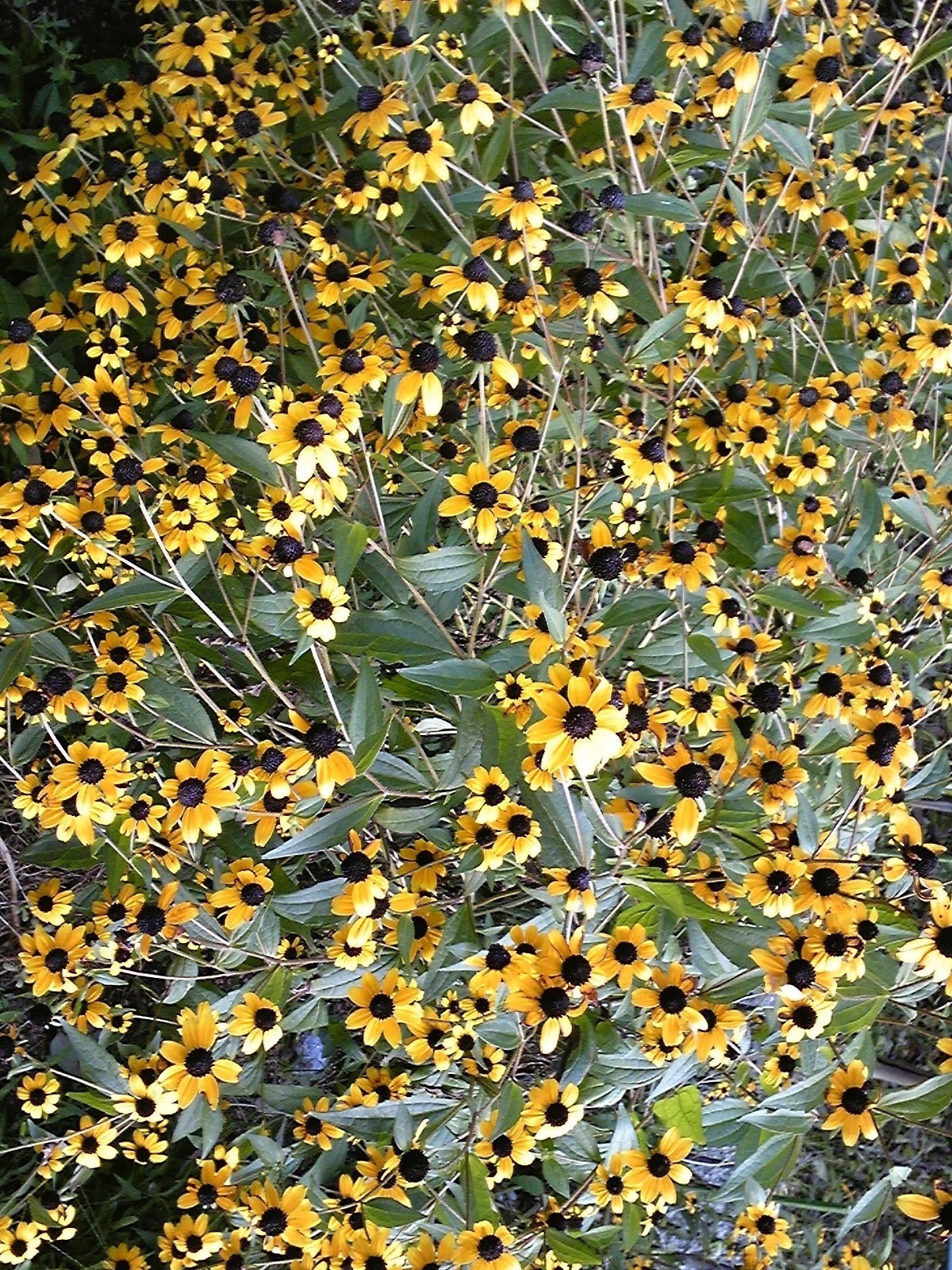 輝く花々