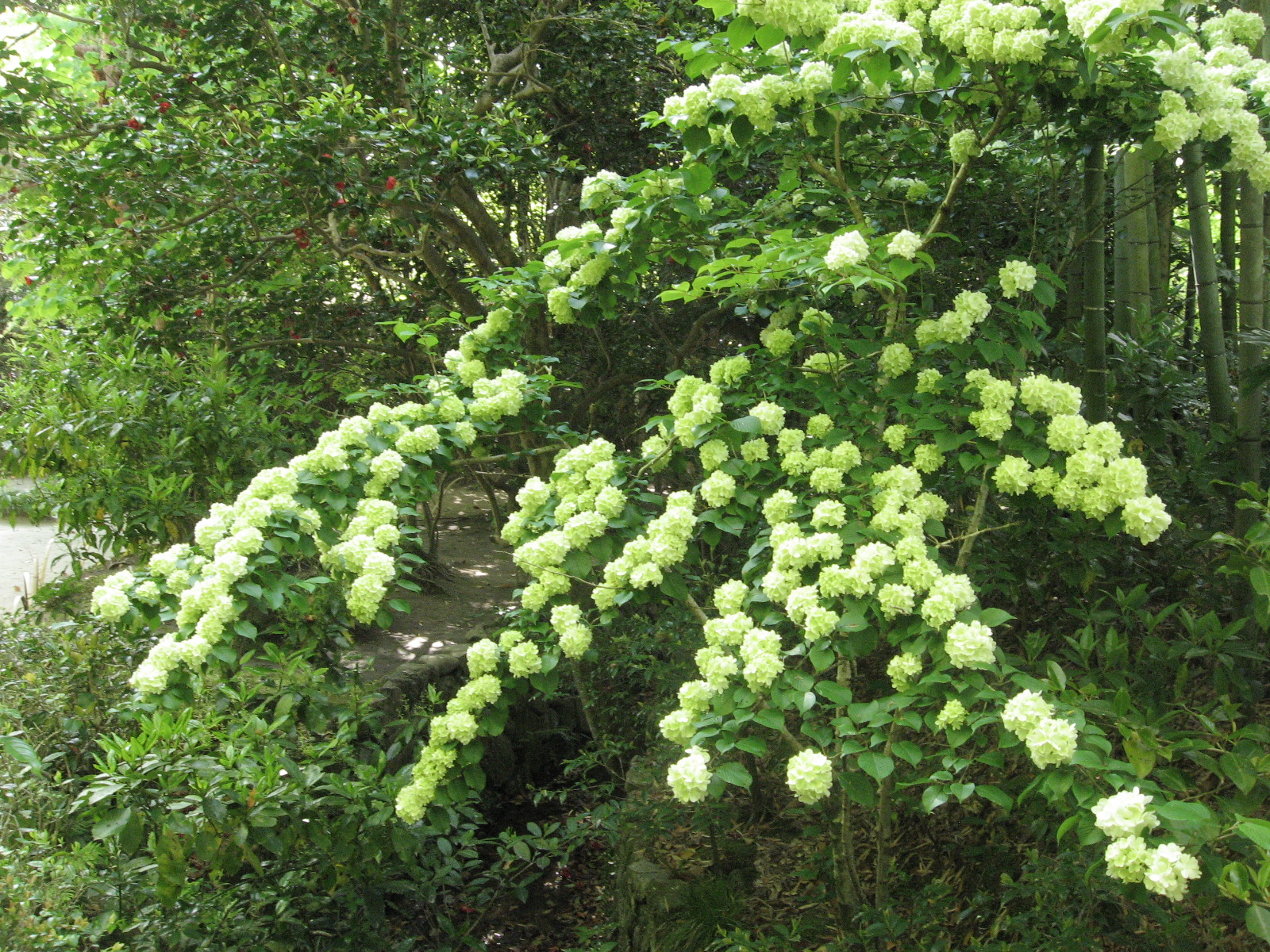 白い花の束ね