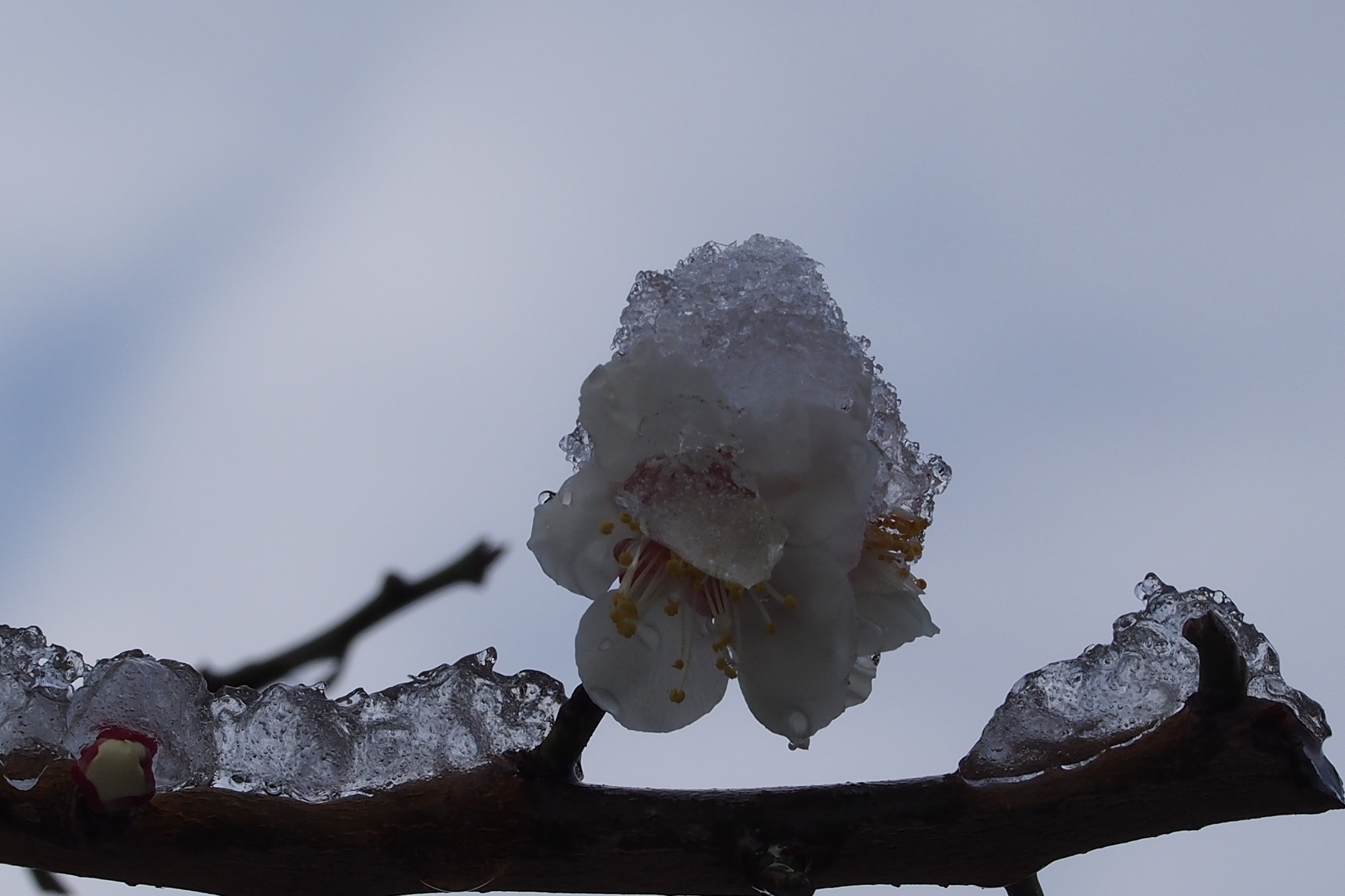 名残り雪 その1