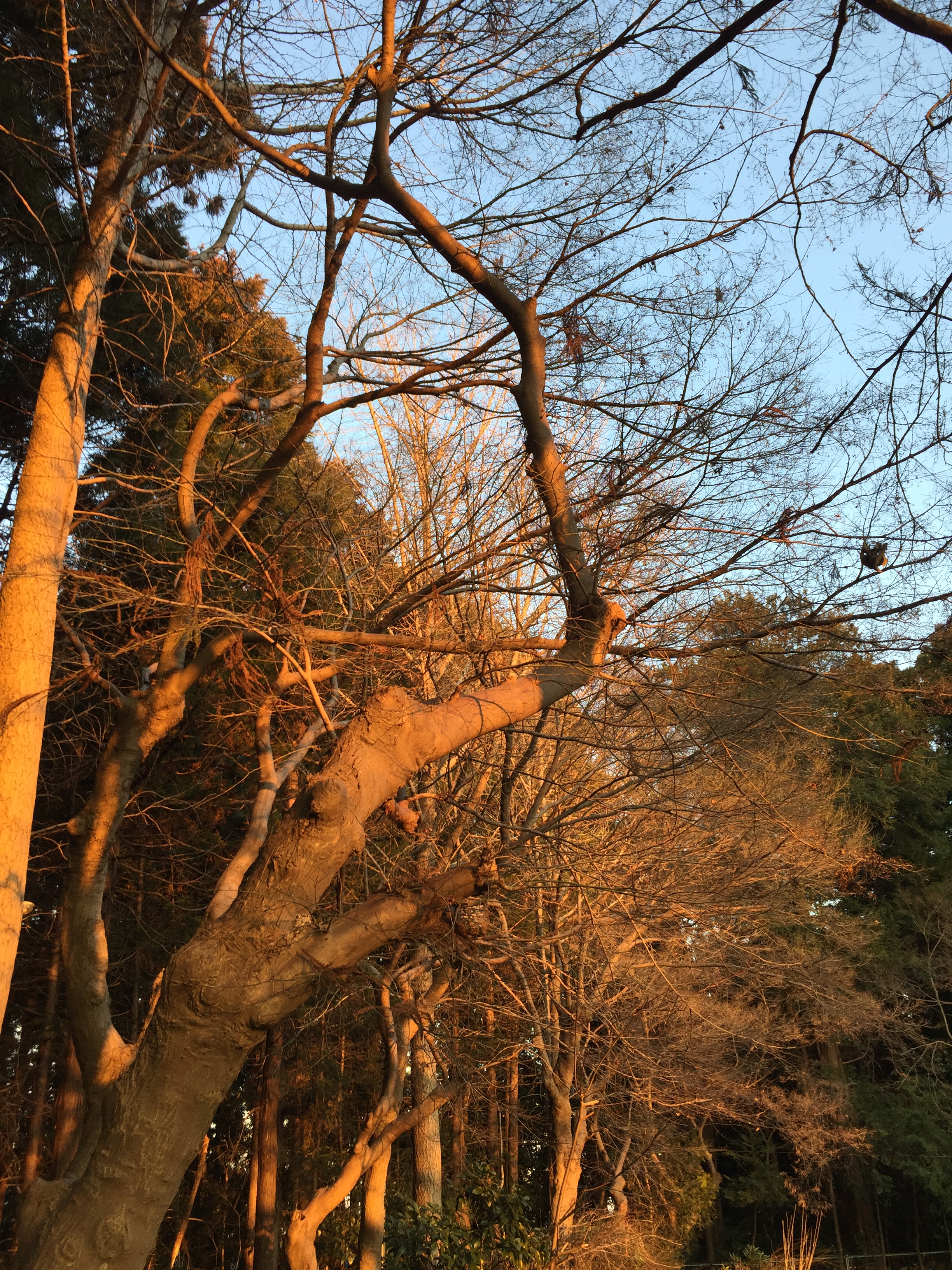 夕陽に照らされて