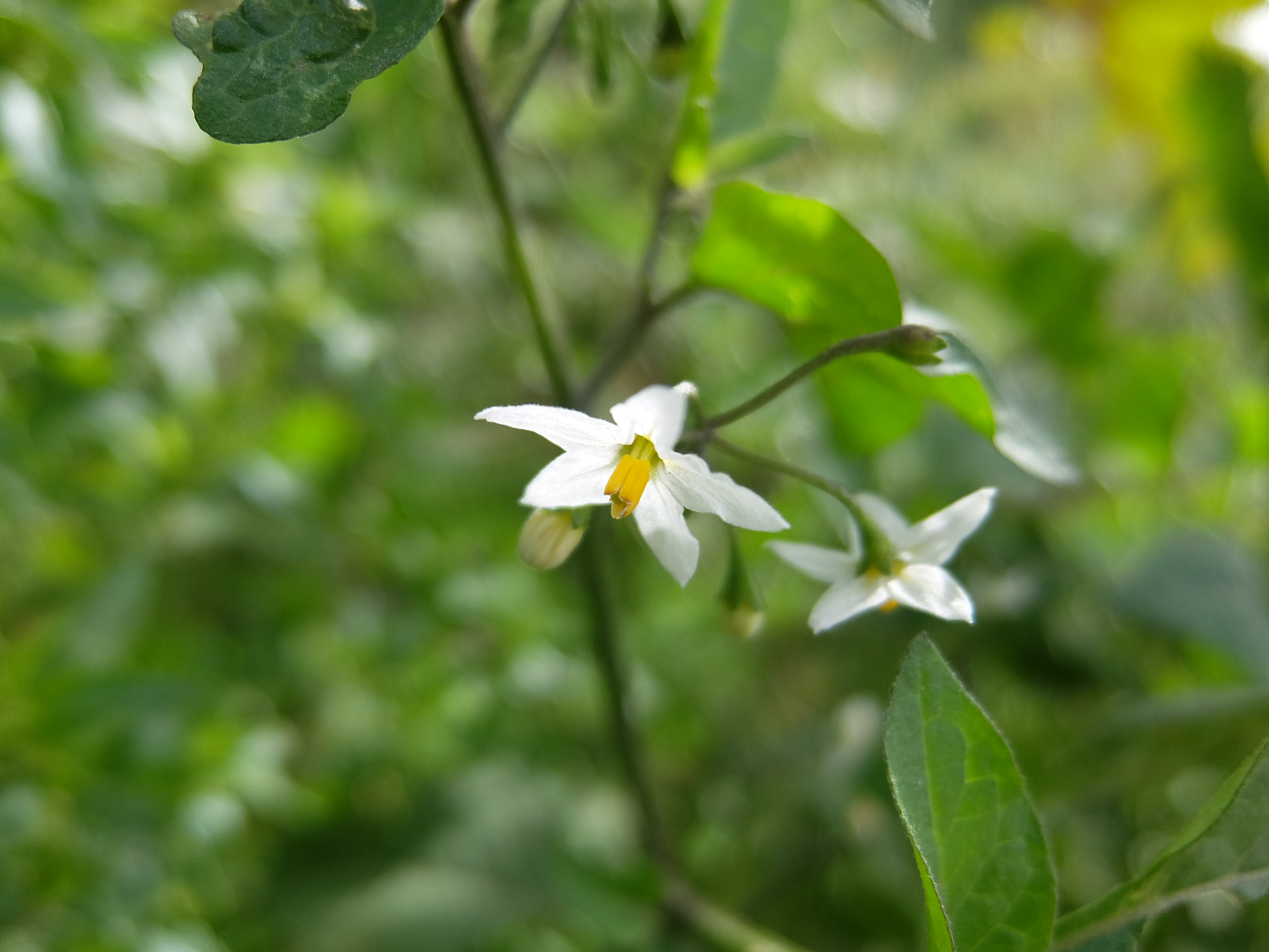 イヌホオズキの花