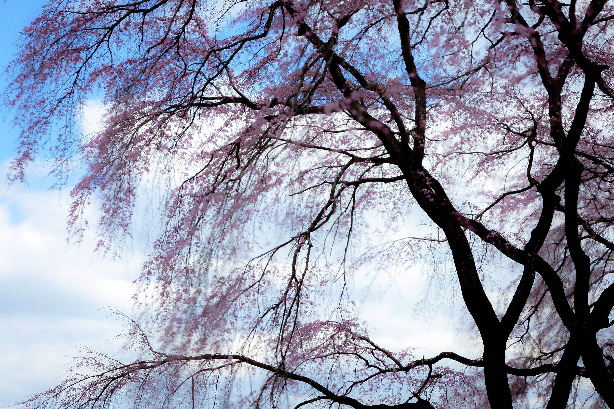 風待ち桜