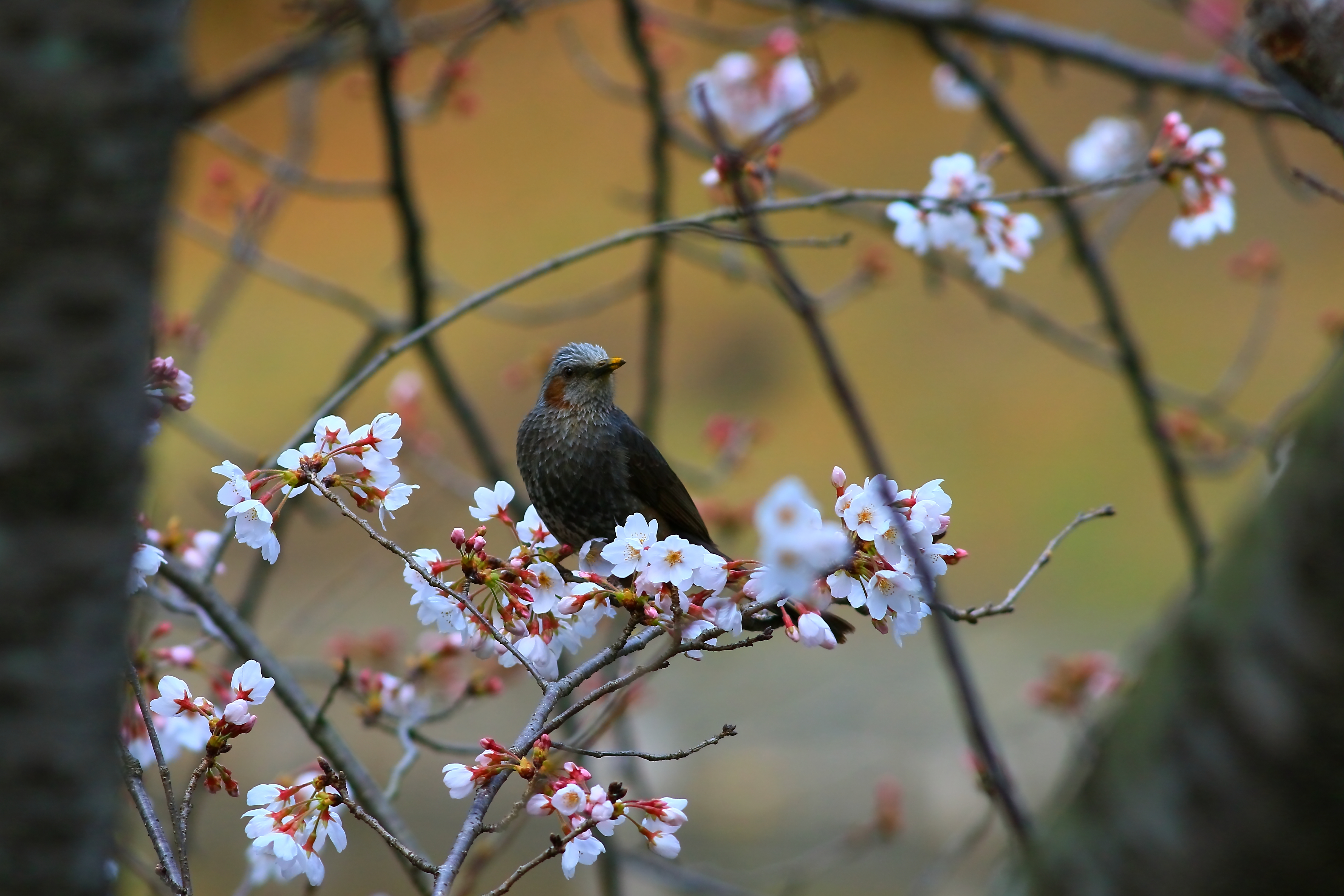 馬子にも衣装