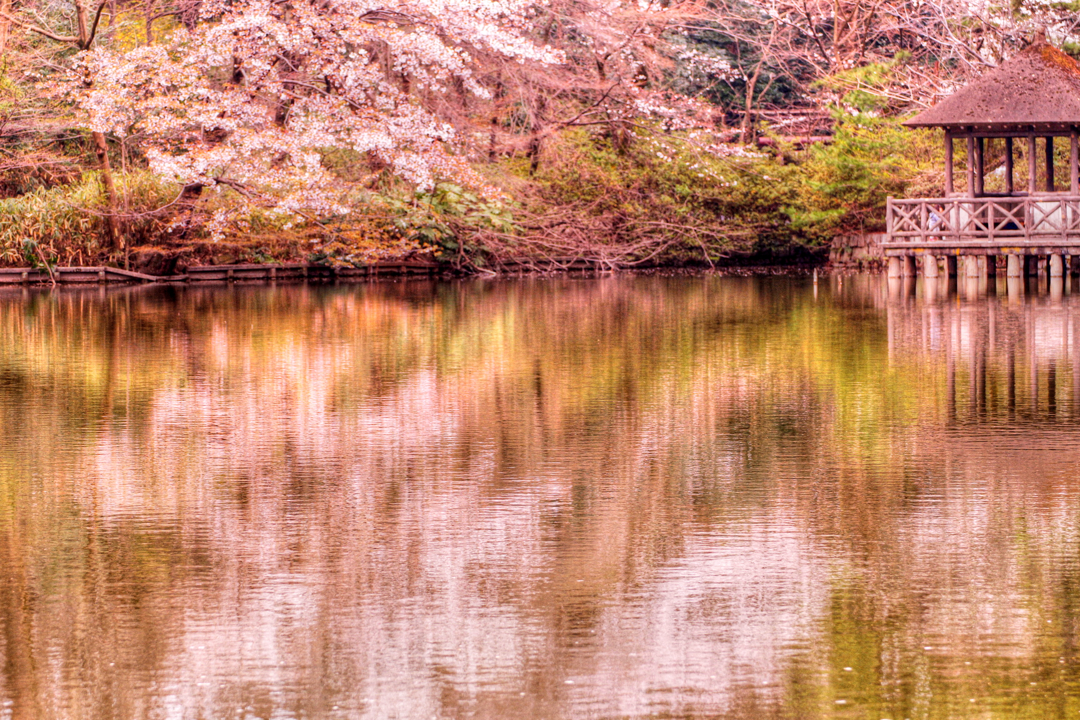 桜色に染まる池