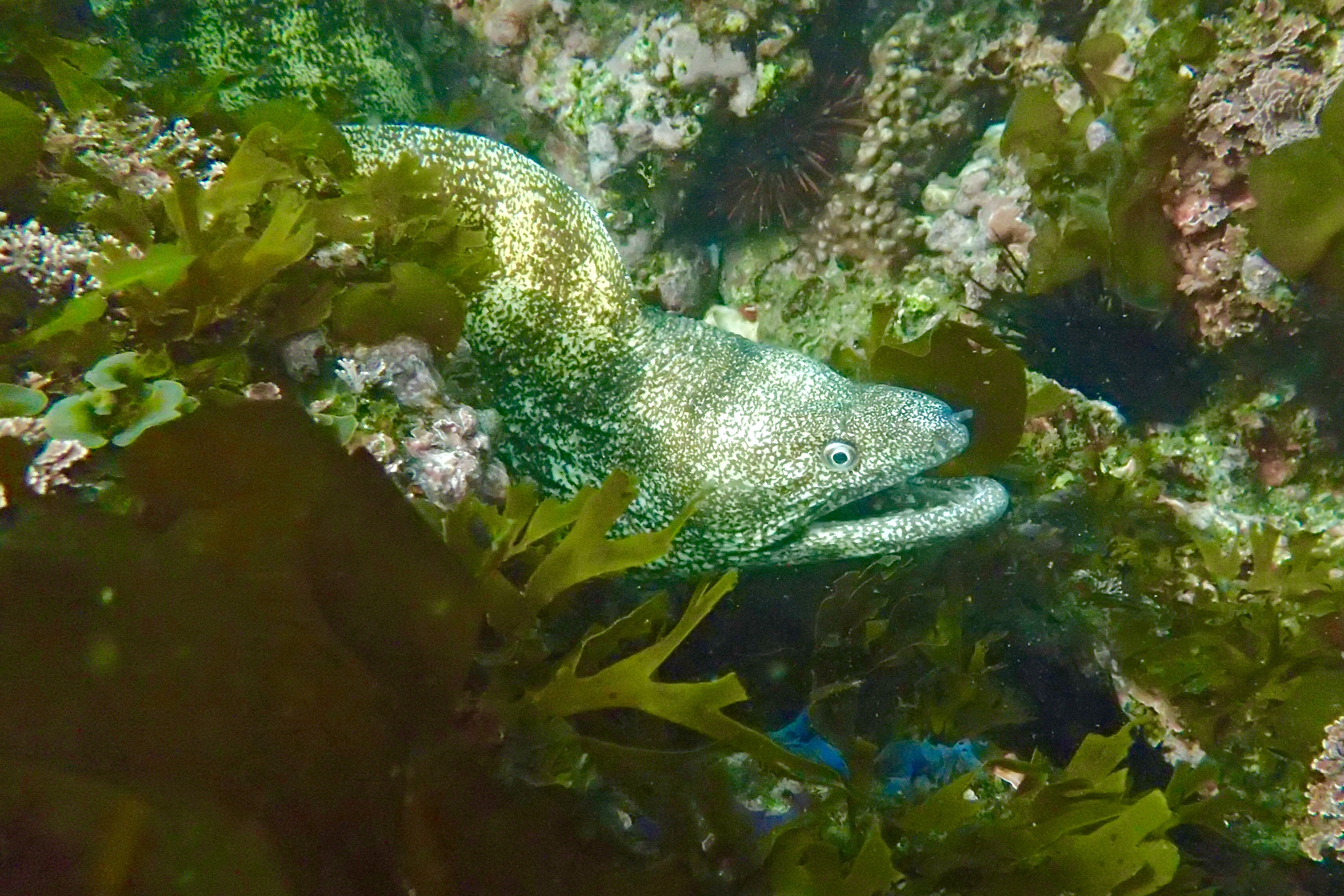 ウツボ