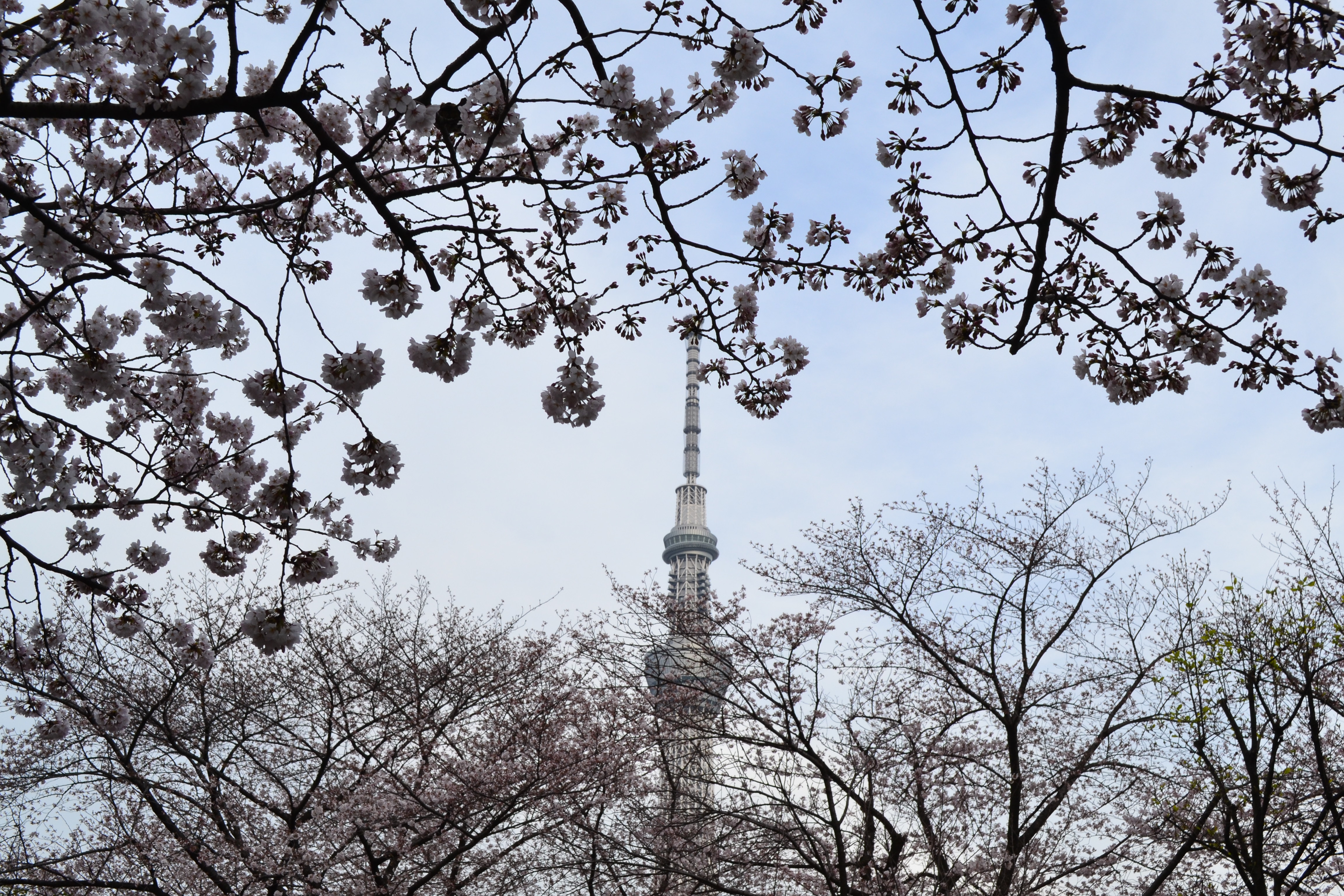 春爛漫
