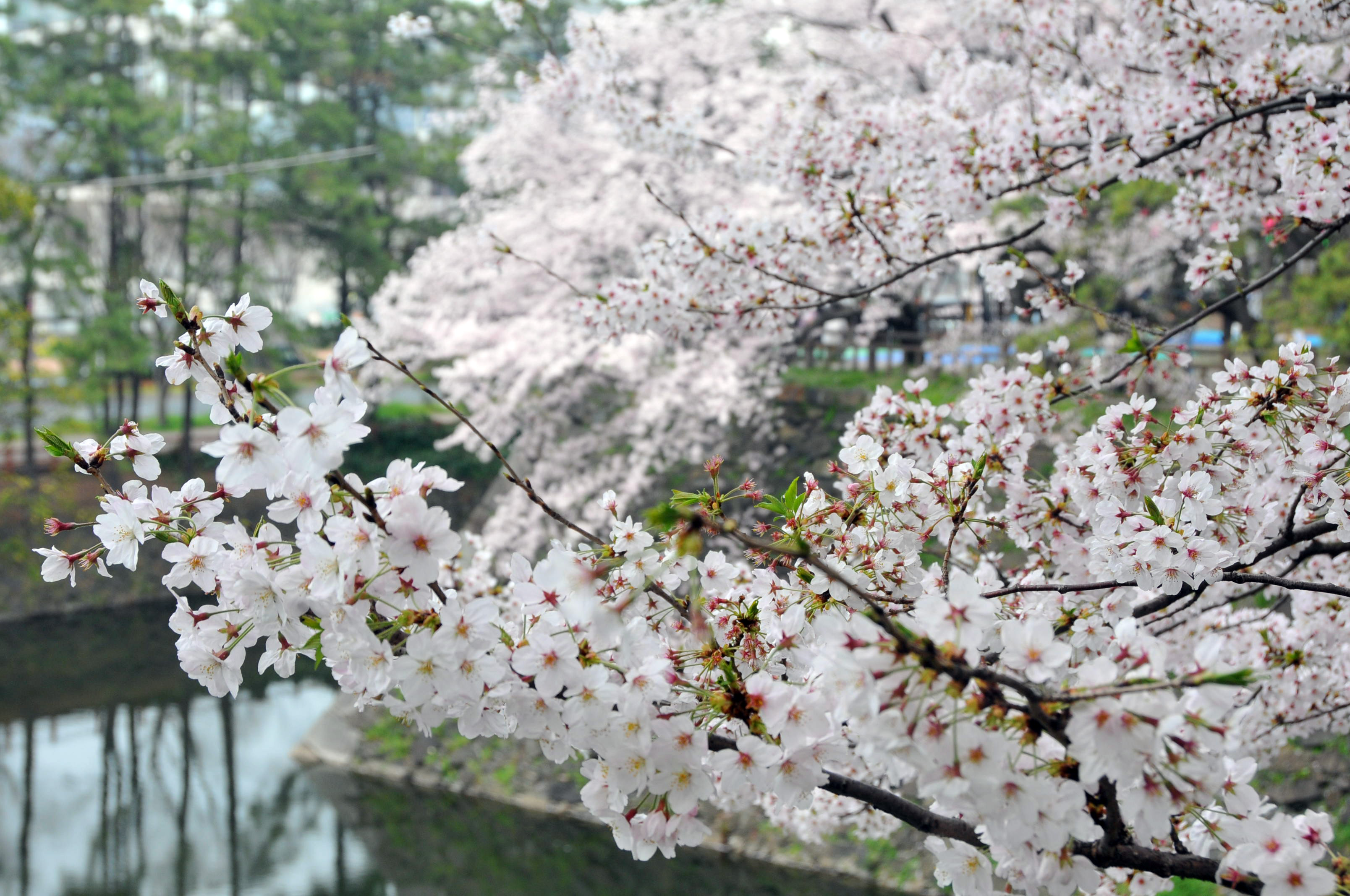 小倉城のお濠の桜