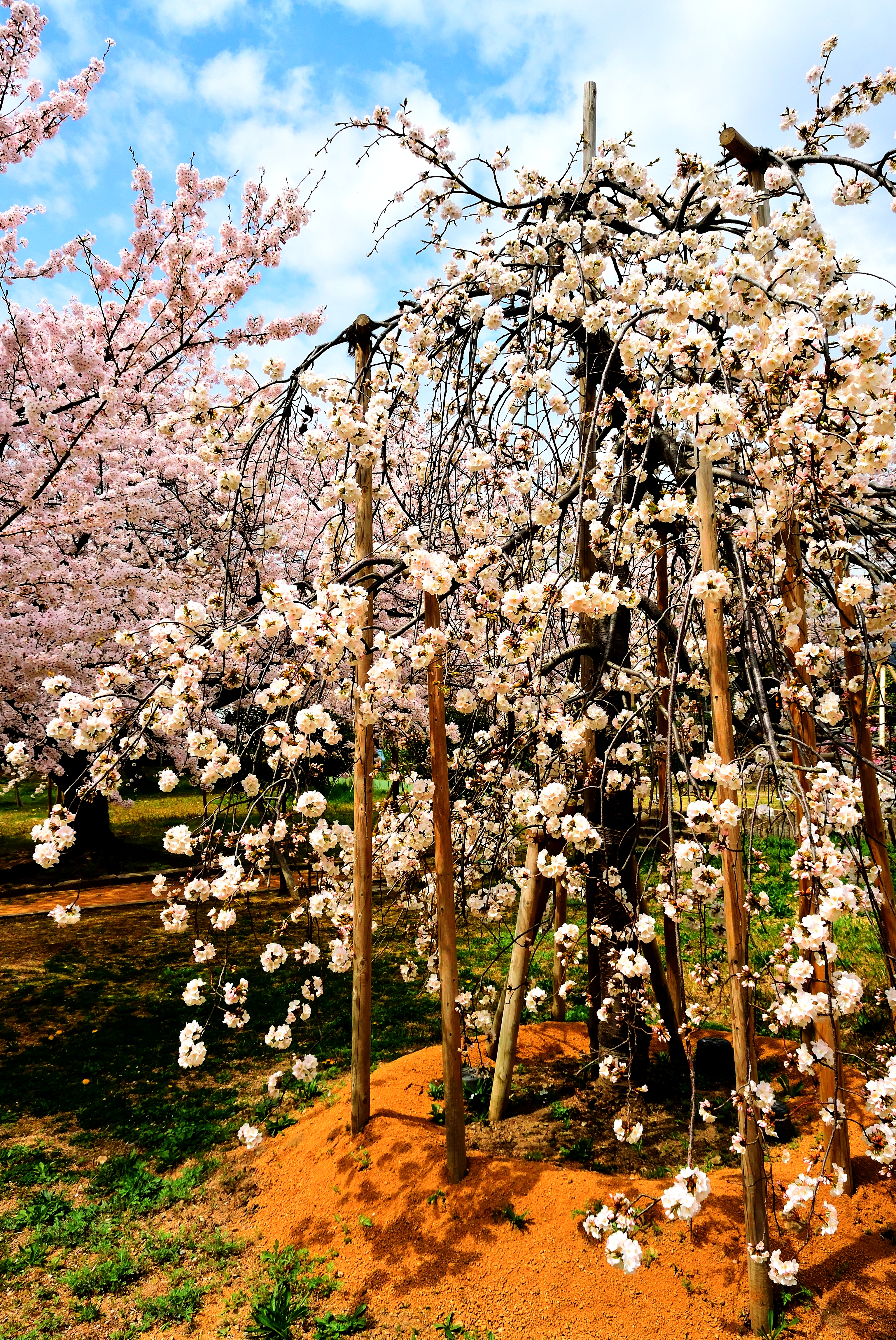 枝垂染井吉野 ~祝 桜満開 番外編~