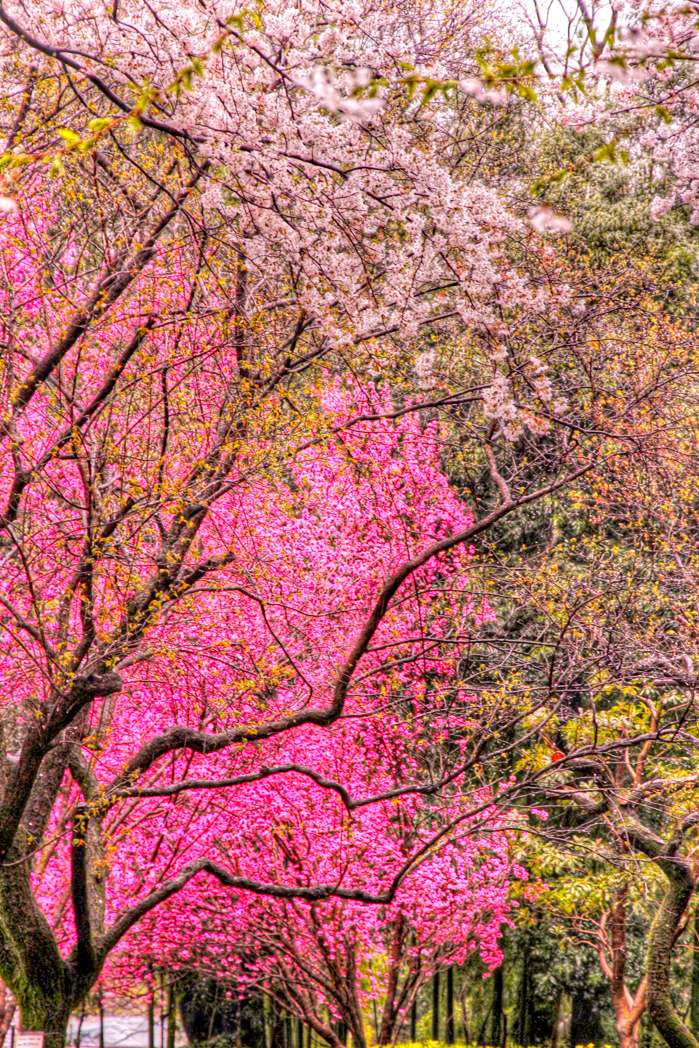 梅と桜の競艶