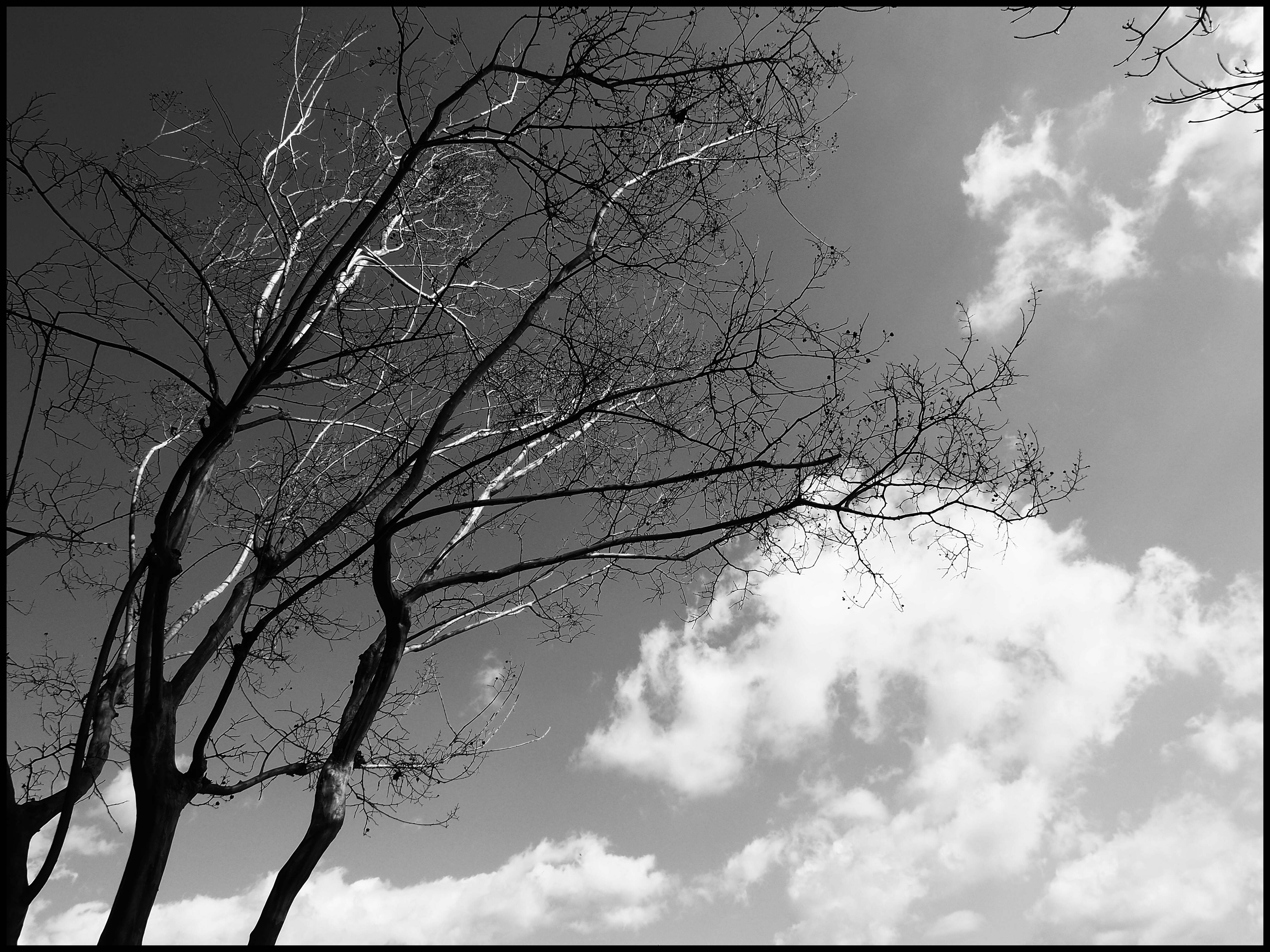 木と雲