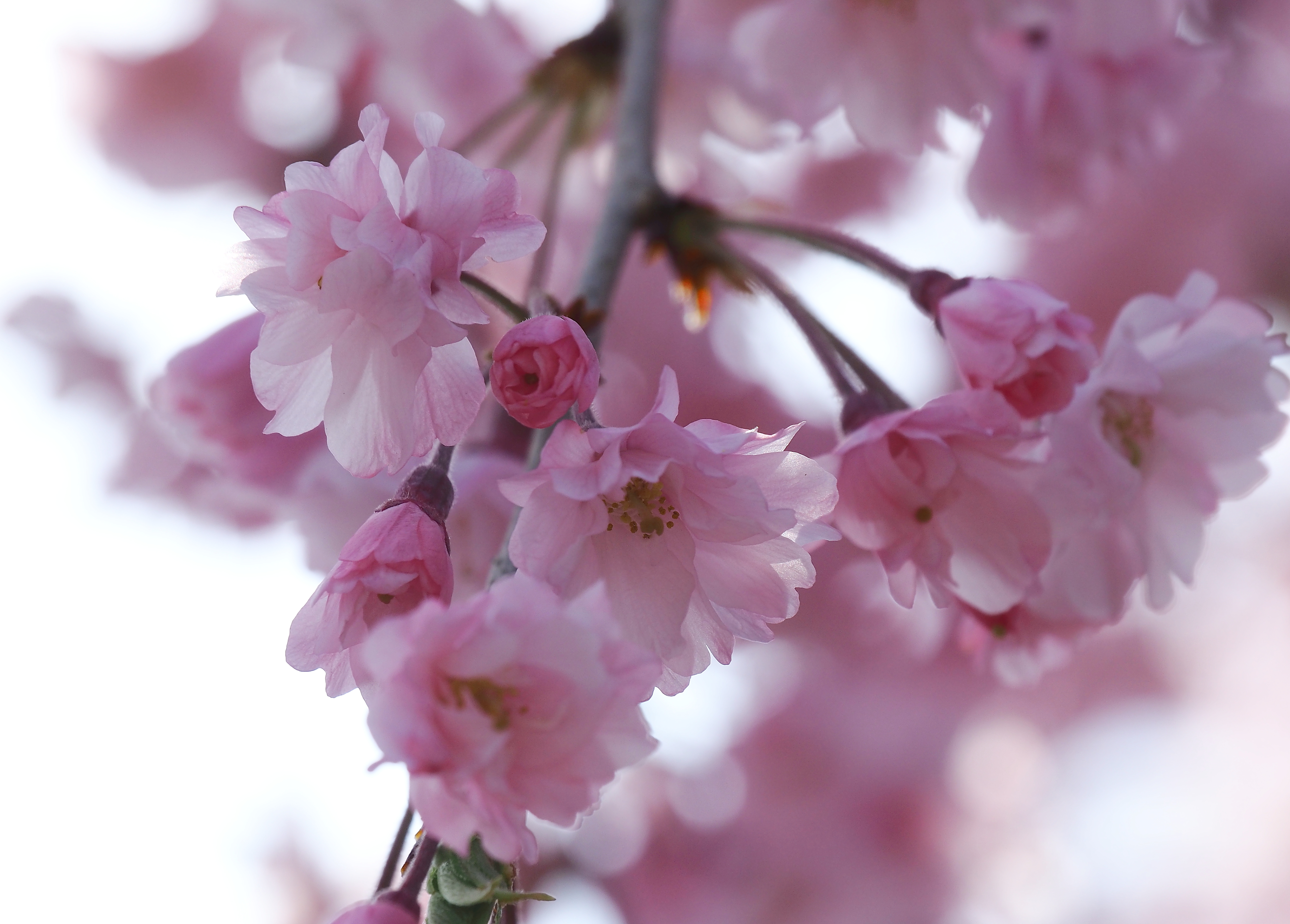 ピンク色に染まる桜の花