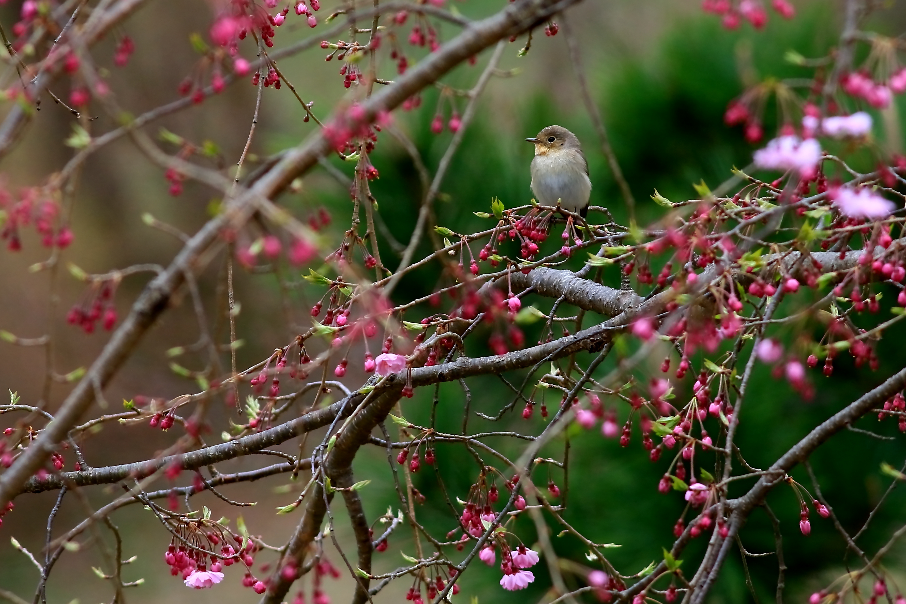 枝垂れ桜にオジロビタキ 3