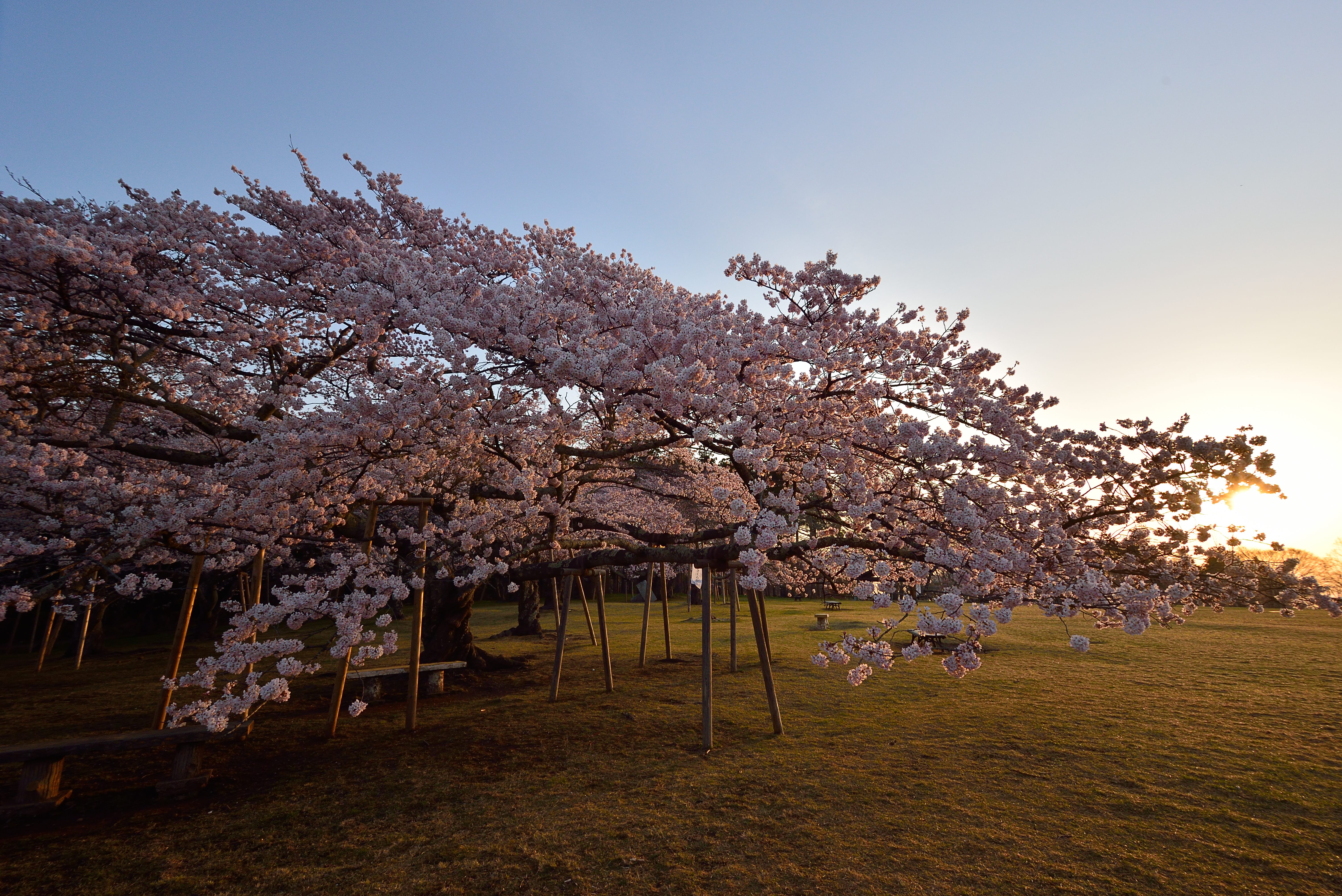 夜明けの桜