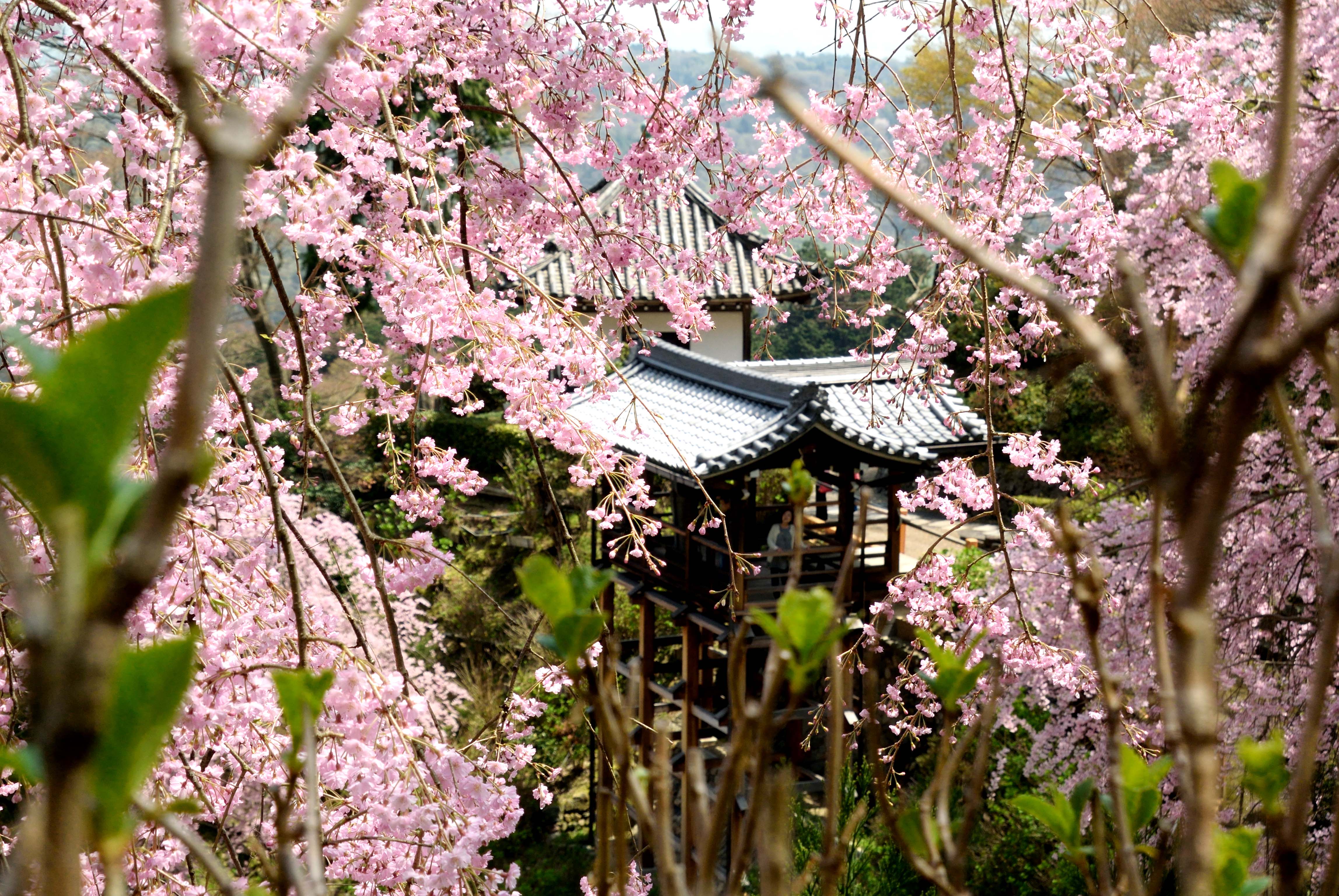 鑑賞者を微笑まししく見つめる桜 ~2日前の春嵐を心配したけれどⅡ~