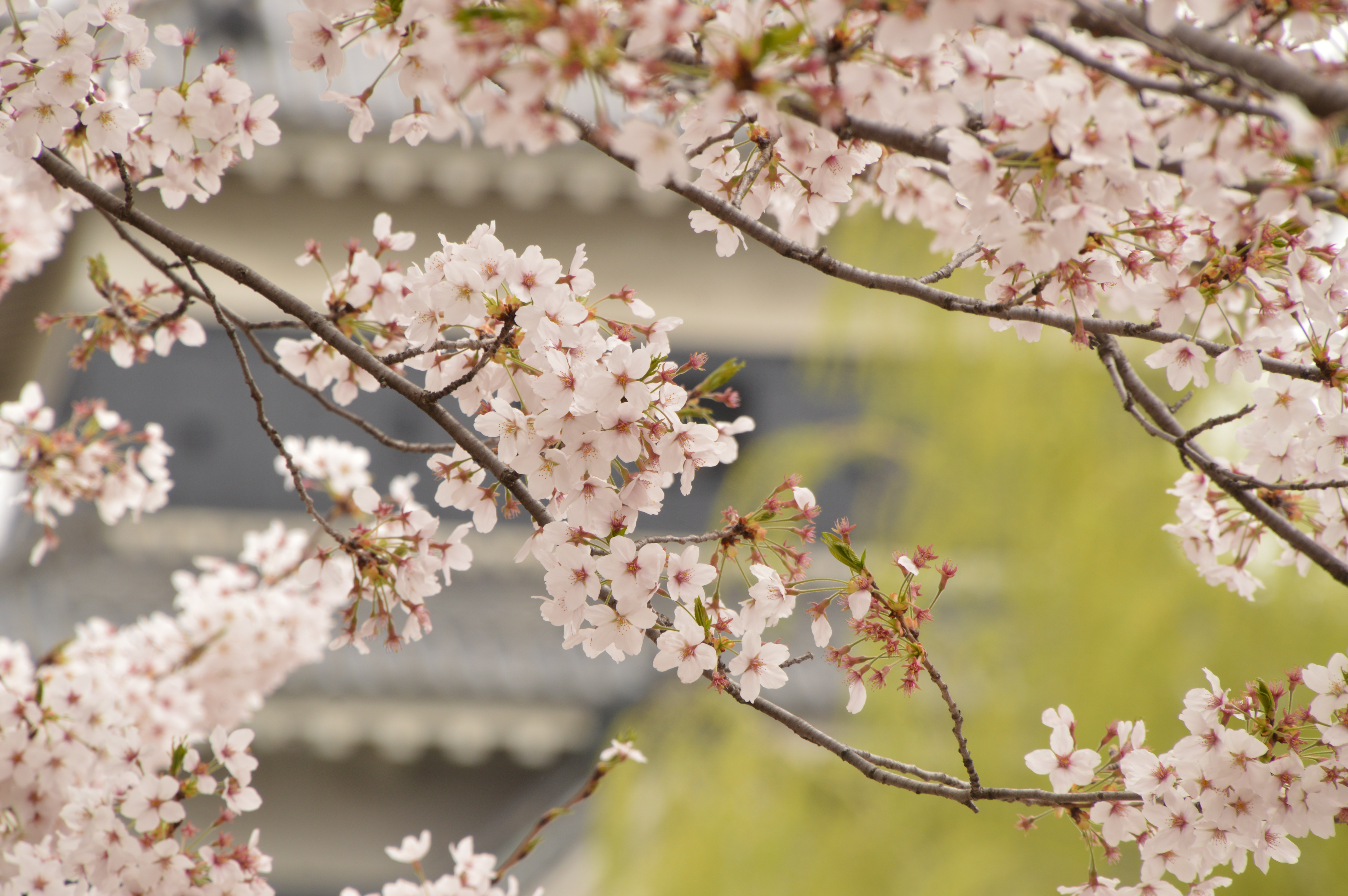 お城と桜