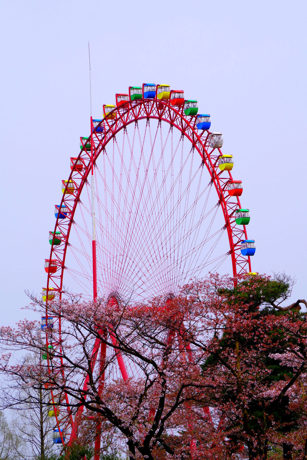 桜と観覧車