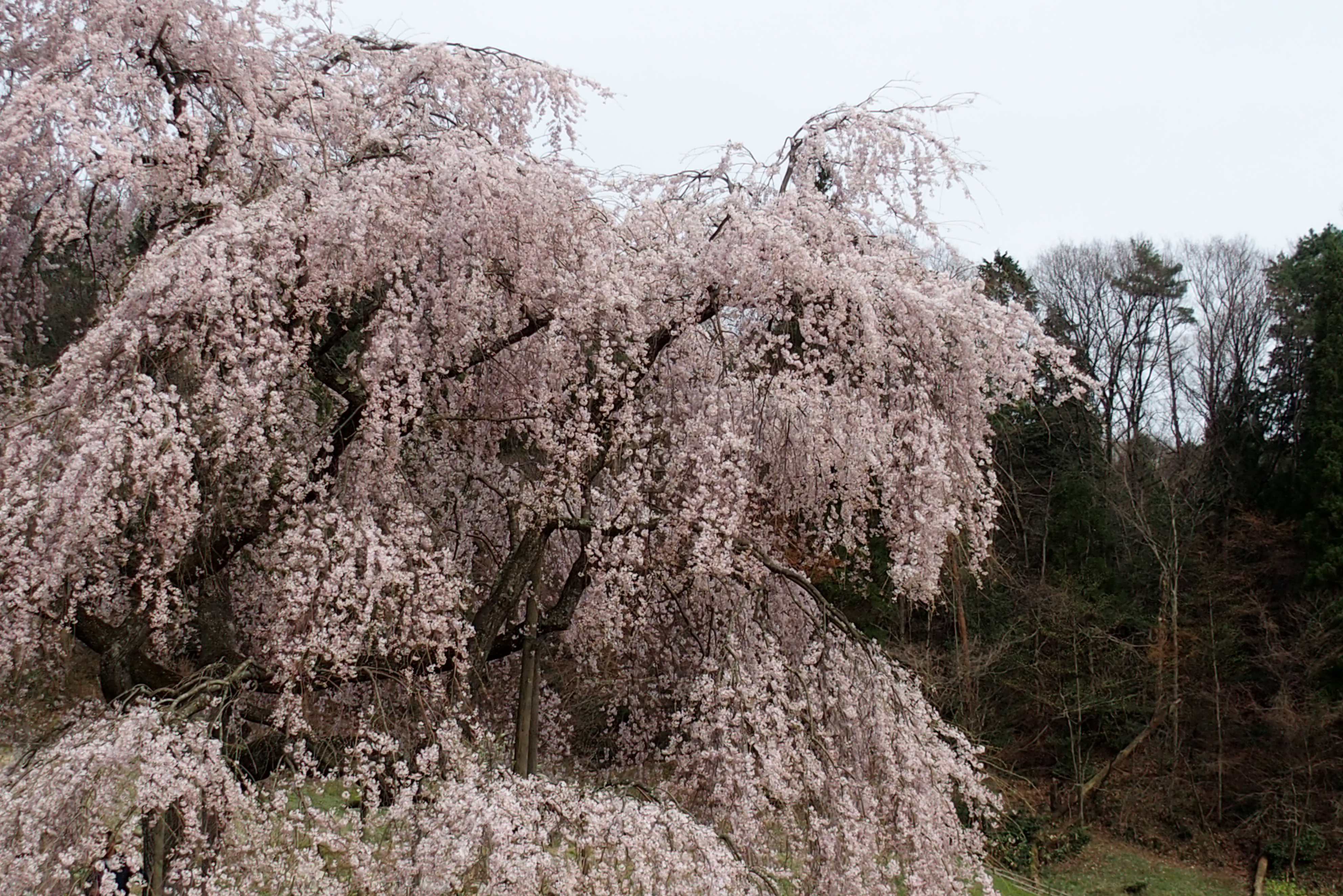 里山のしだれ桜