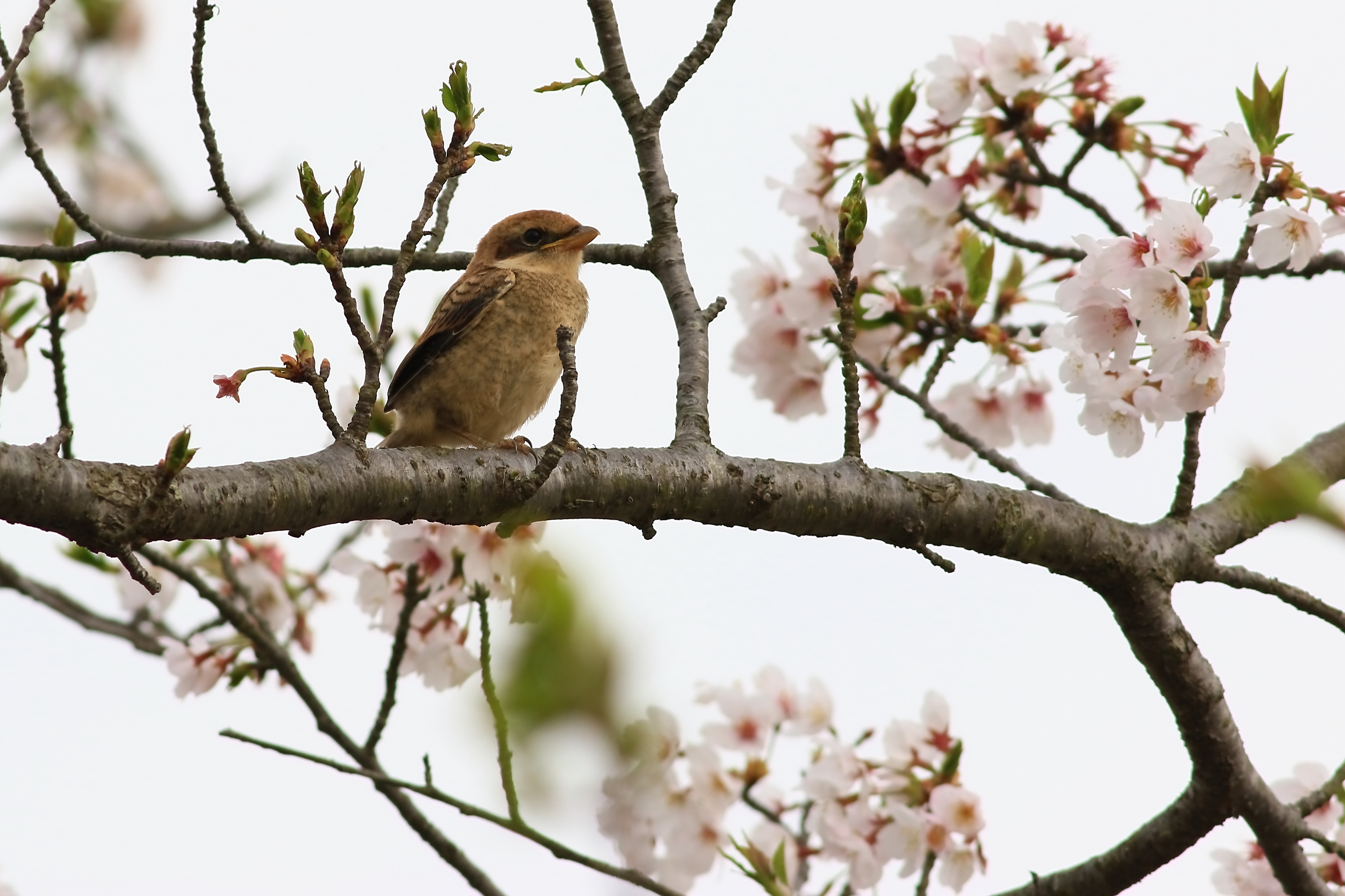 幼鳥初飛び、桜に!