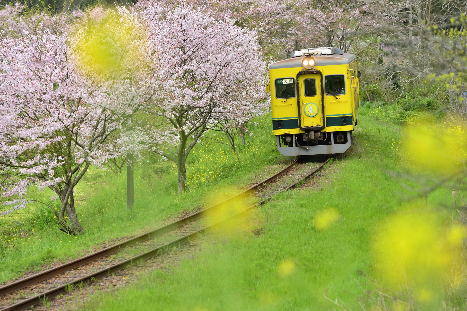 春のいすみ鉄道