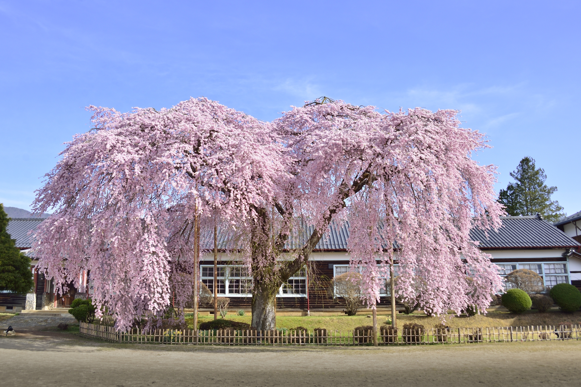 学校の桜