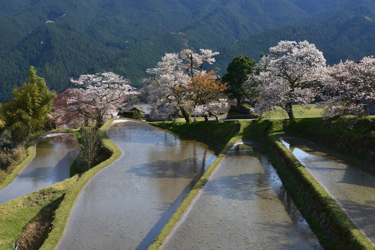 名勝 三多気の桜