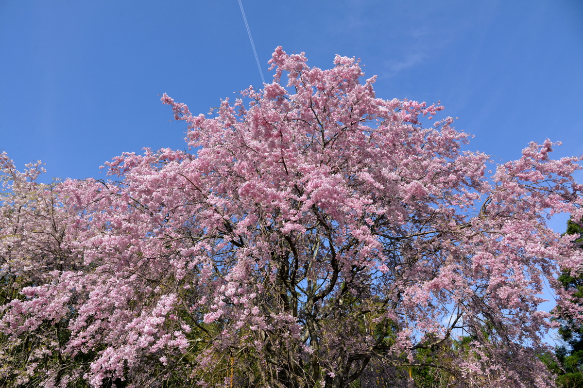 空を仰げば