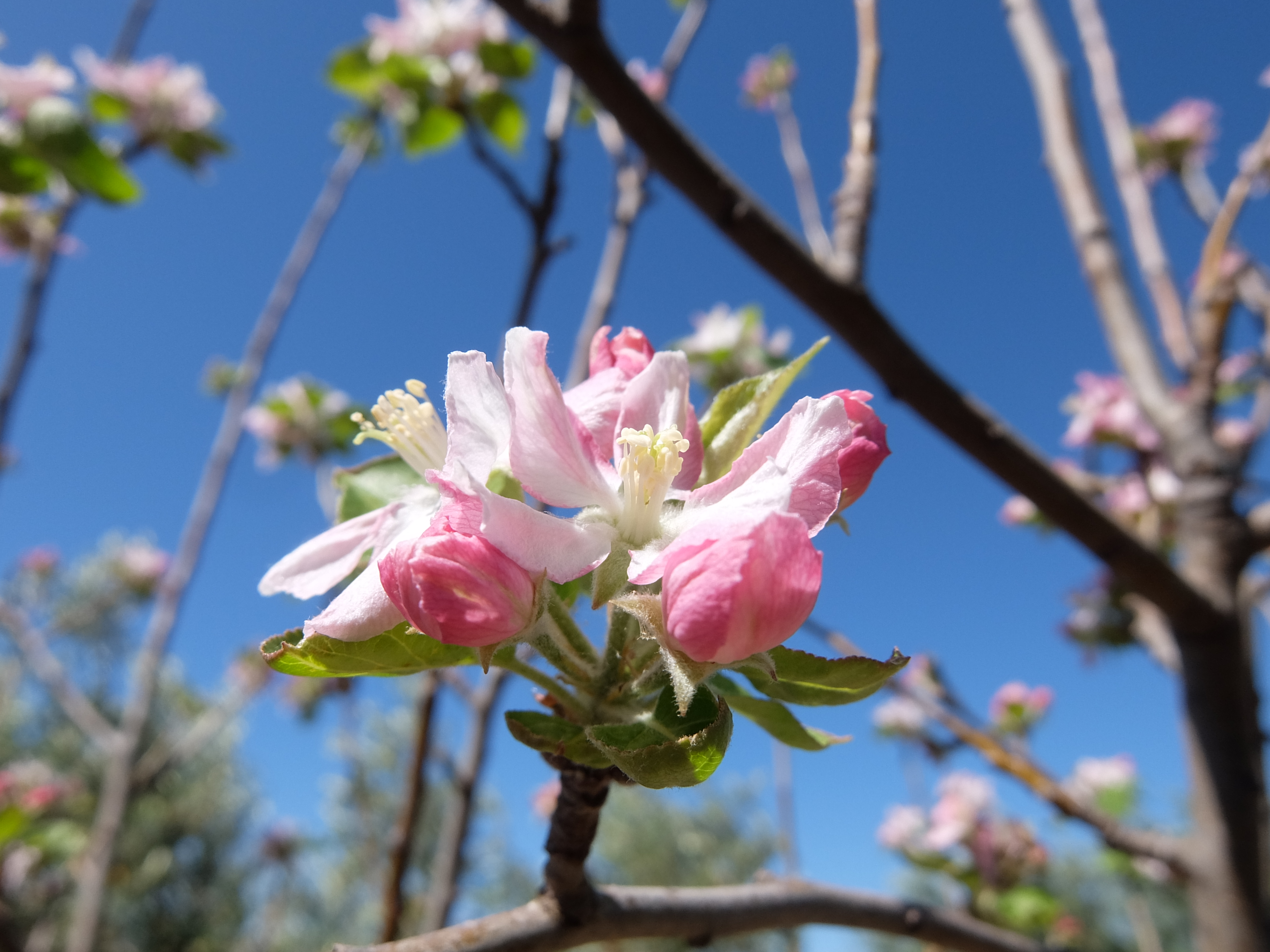 場違いな花