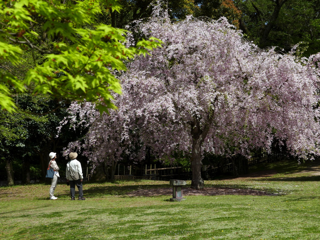 もう少し桜の季節でいさせてね