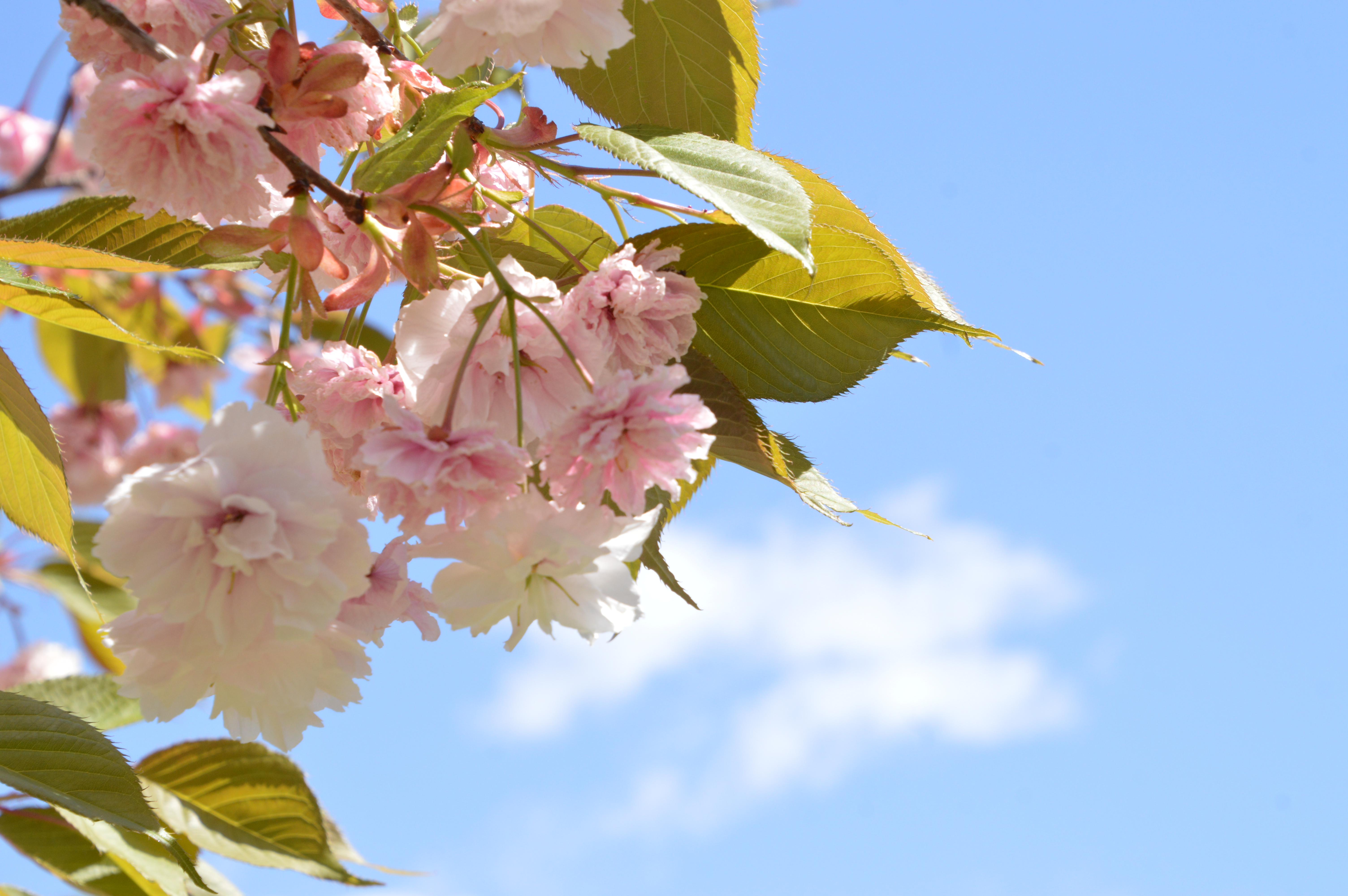 八重桜