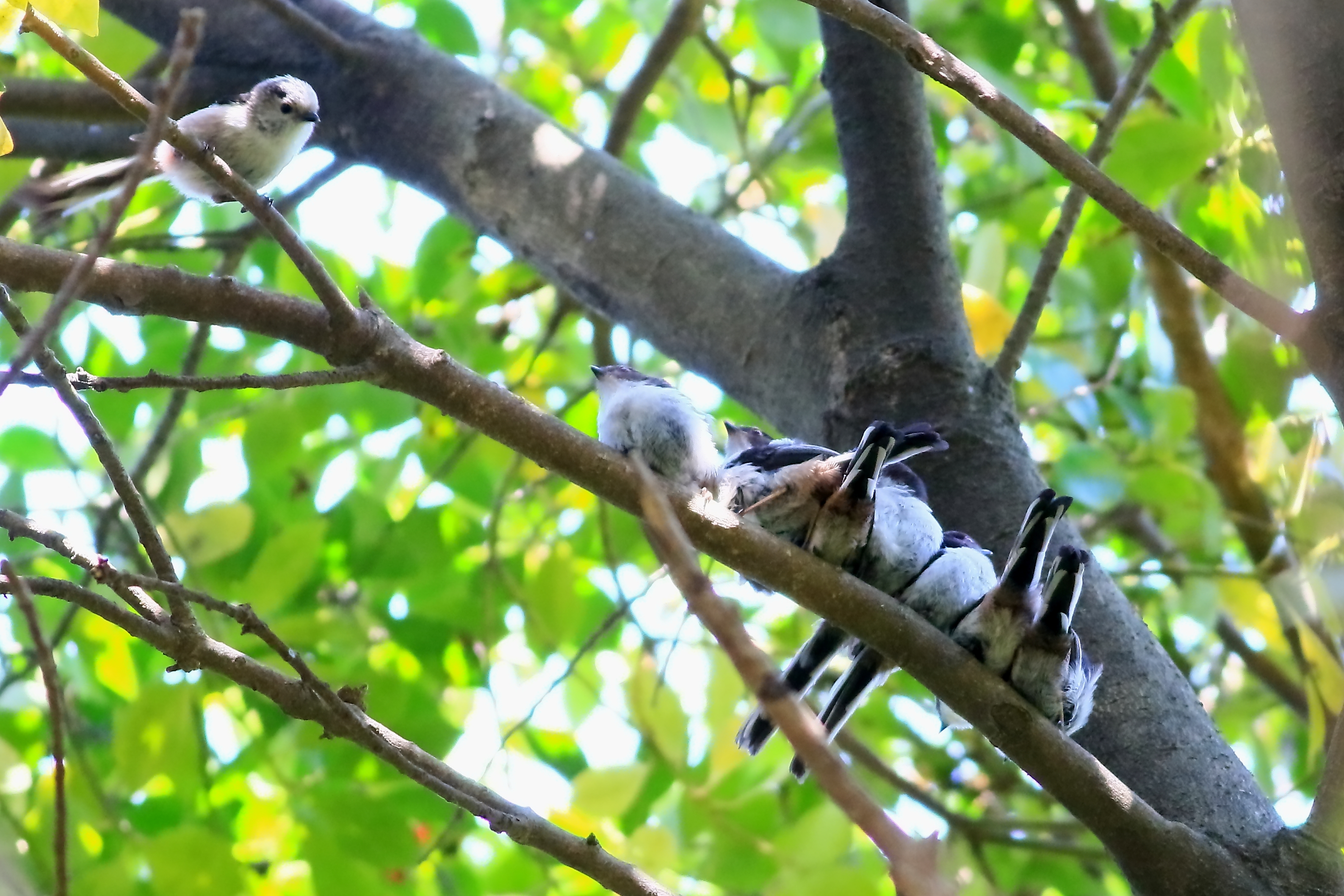 親鳥が見守る