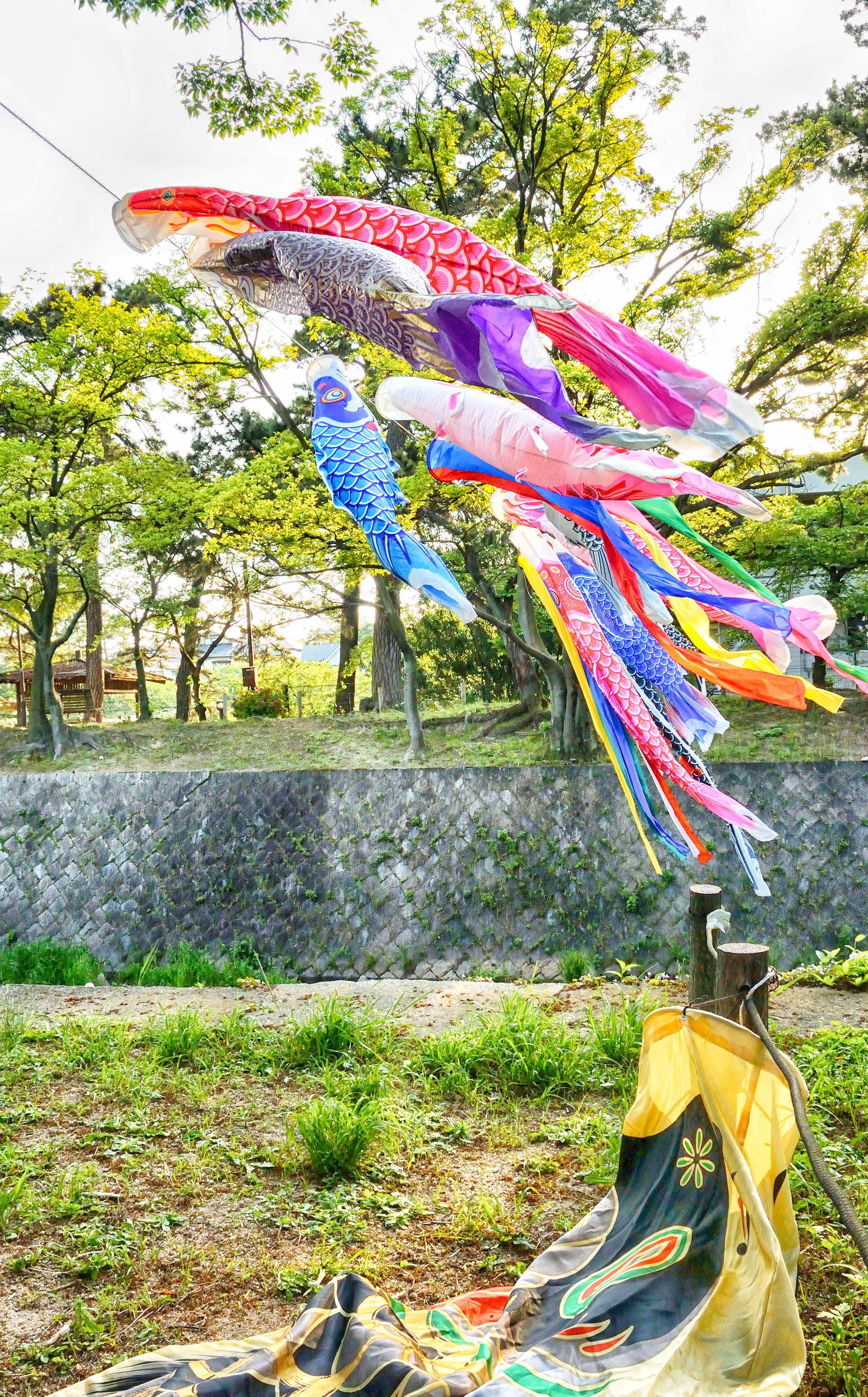 煌びやかな舞を見つめて・・・ ~鯉のぼり Ⅱ~