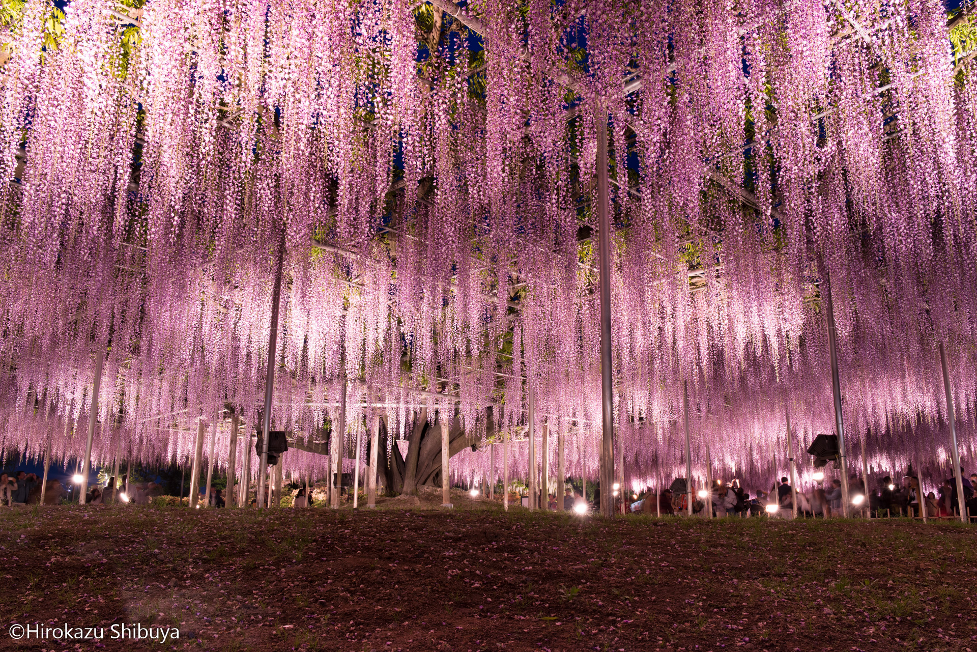 Purple shower