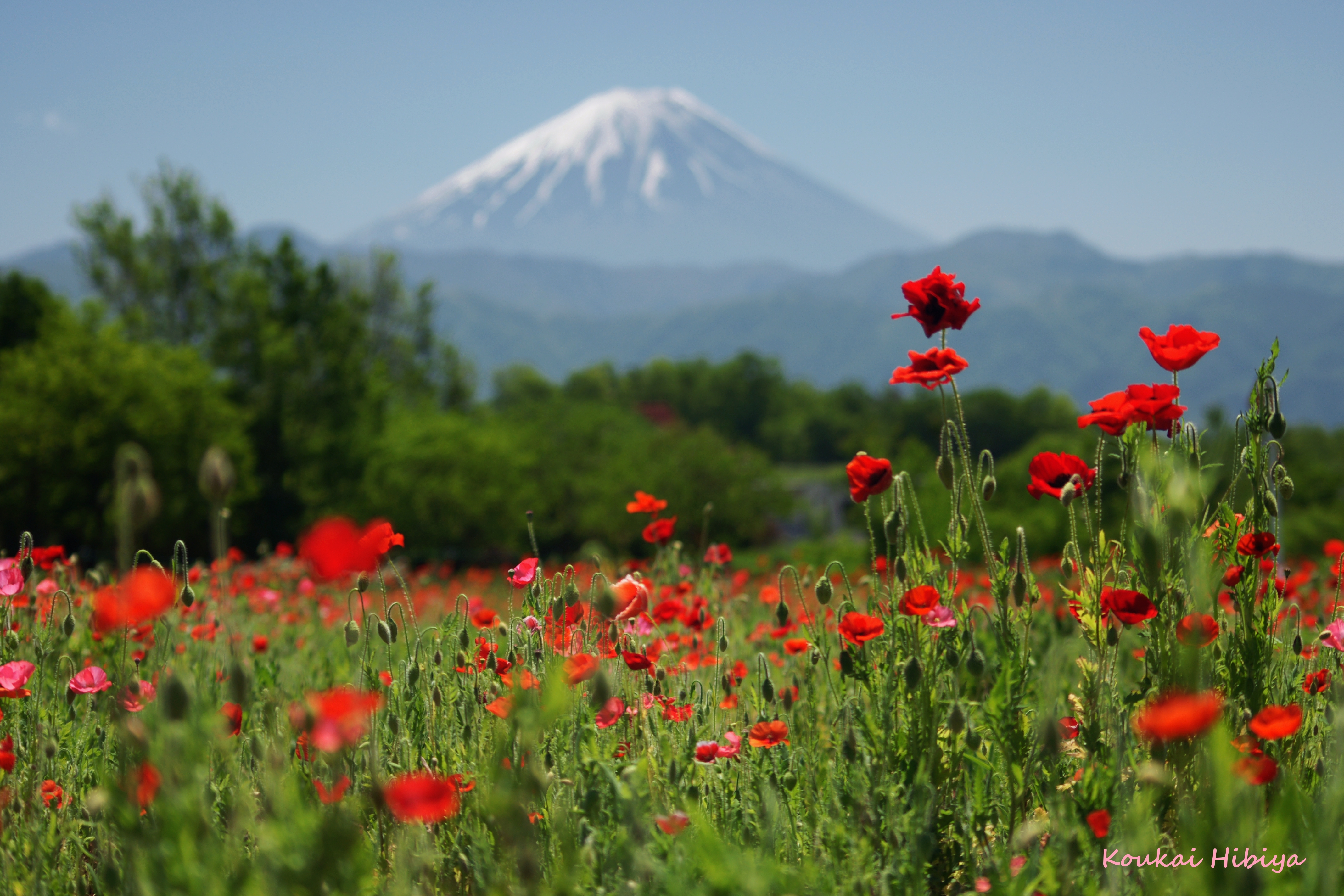 Poppy Farm & MonutFuji Part1