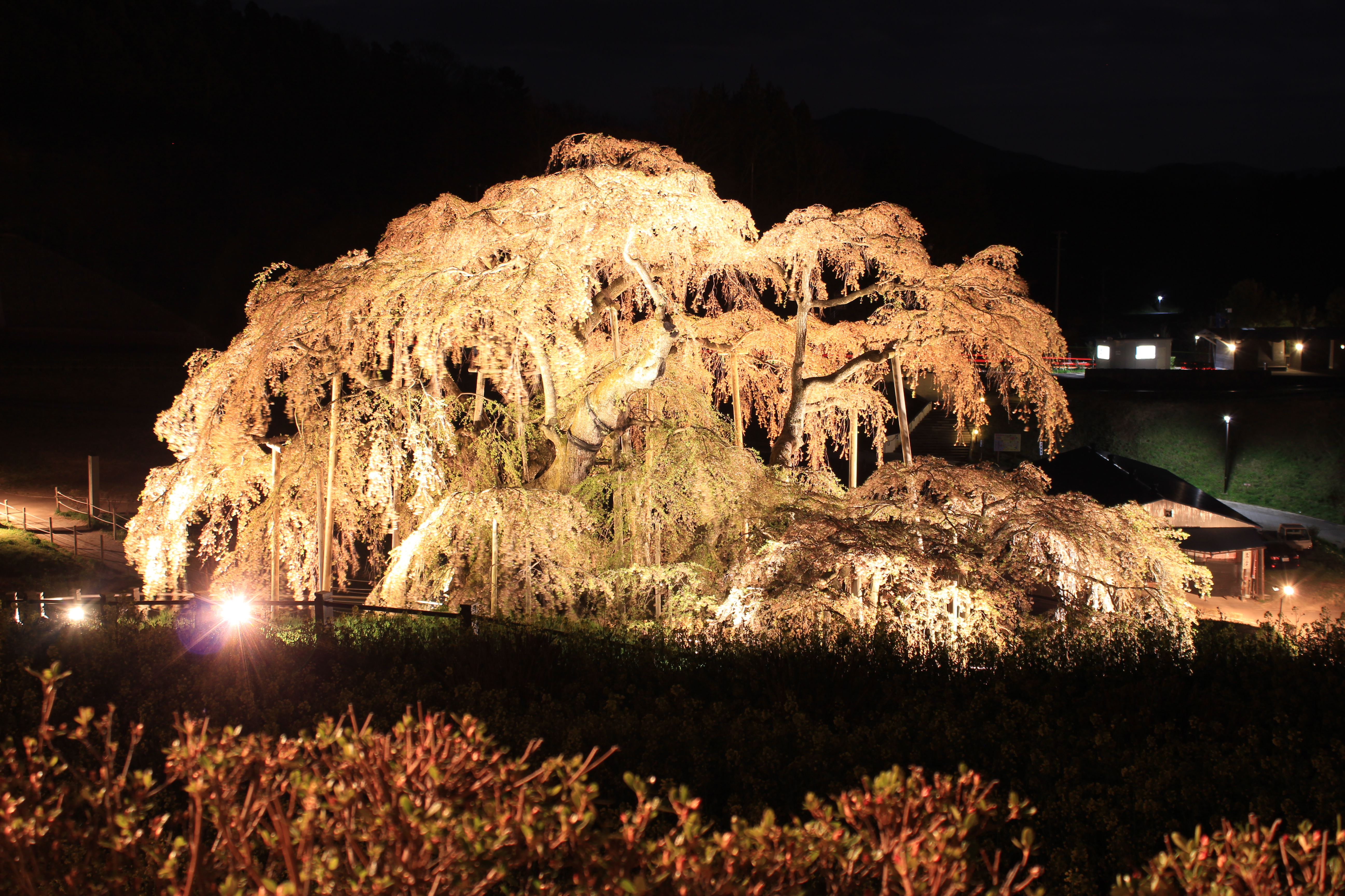 福島県滝桜②