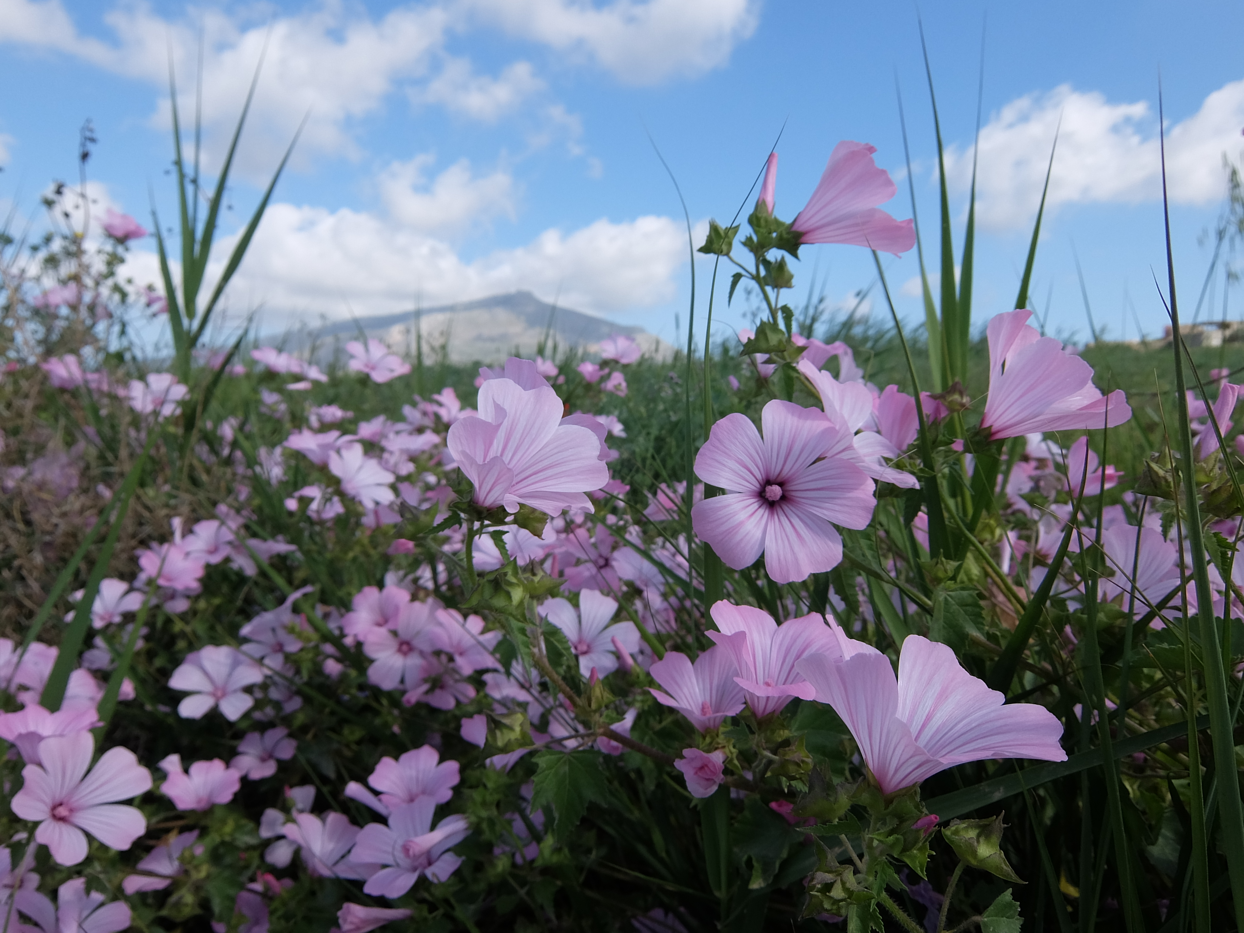 草花とエリーチェ山・その2