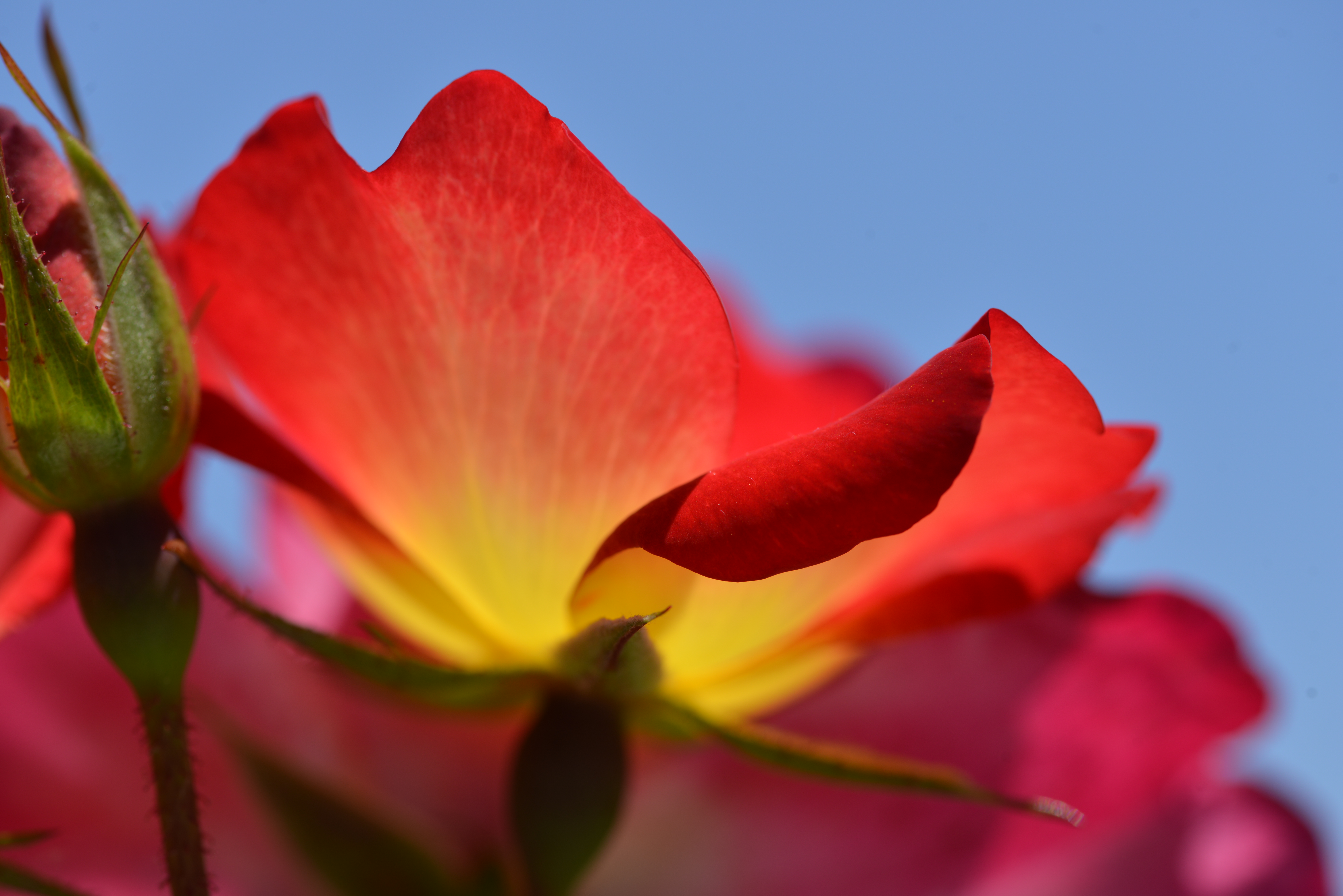 炎の薔薇
