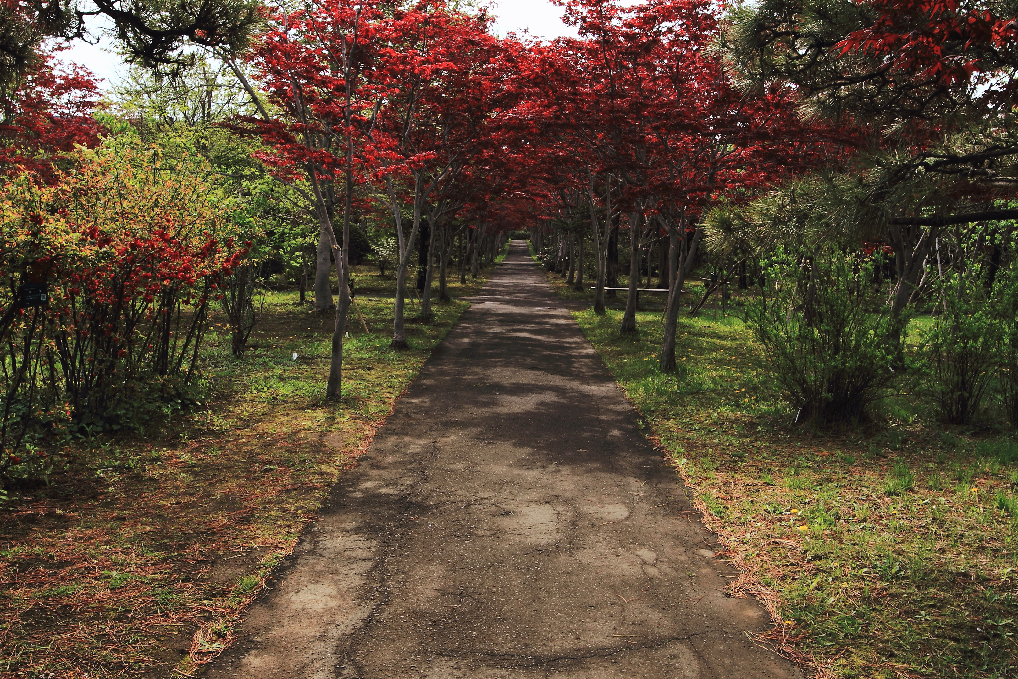 春紅葉