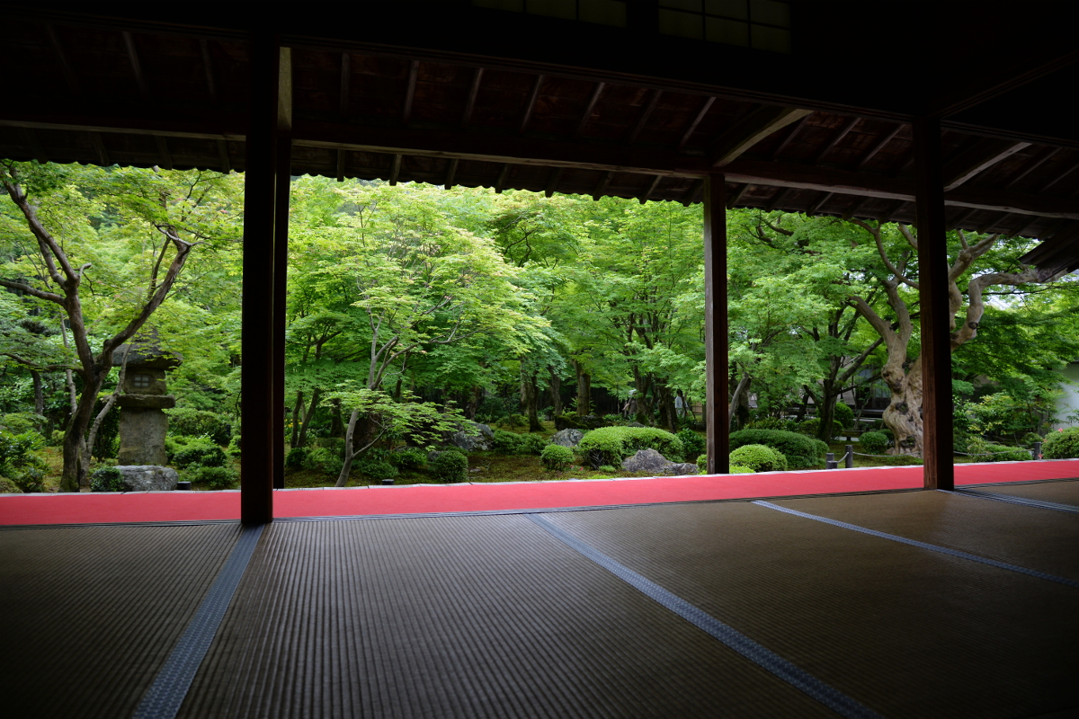 新緑の圓光寺